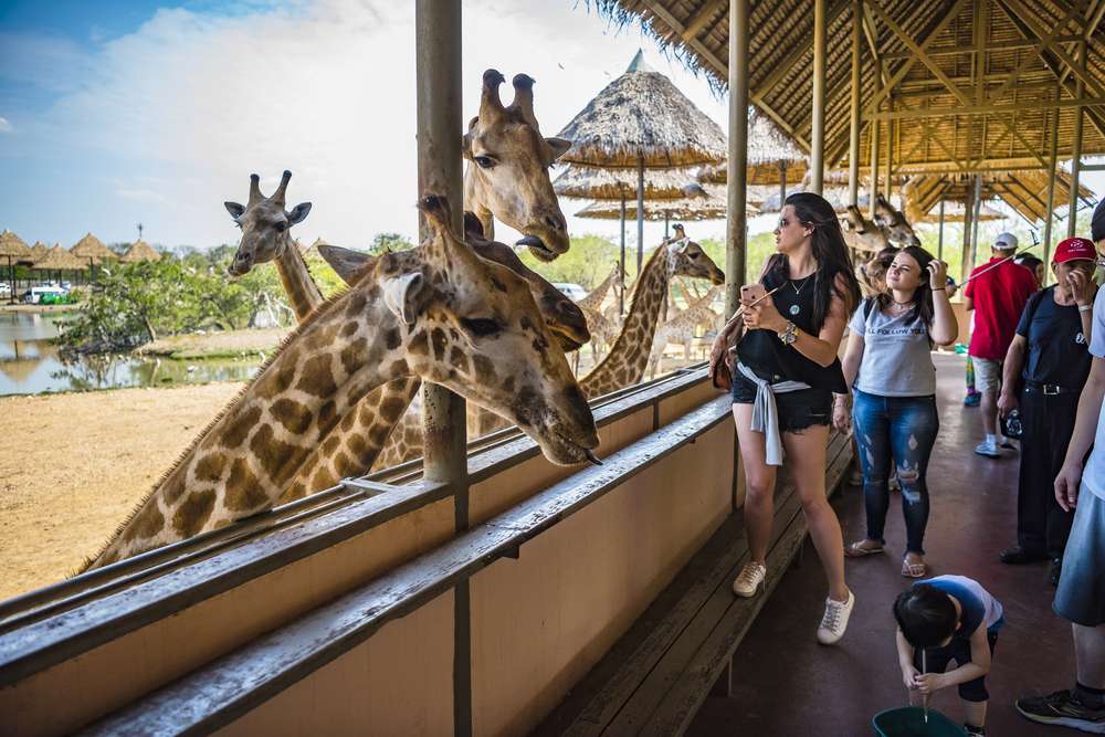 Discover Safari Park's Exotic Wildlife 