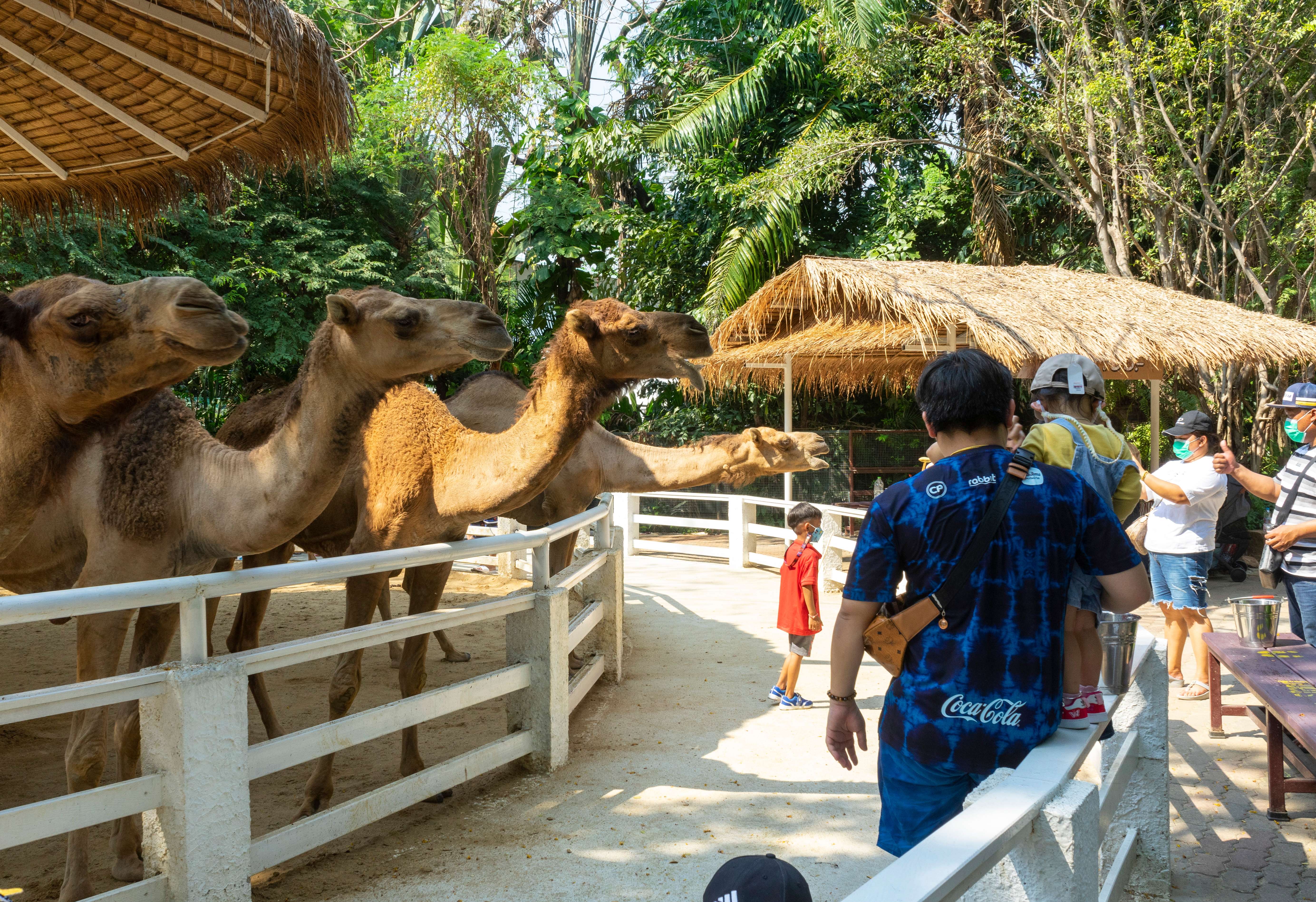 6 Things to Do in Safari World Bangkok That You Can't Miss