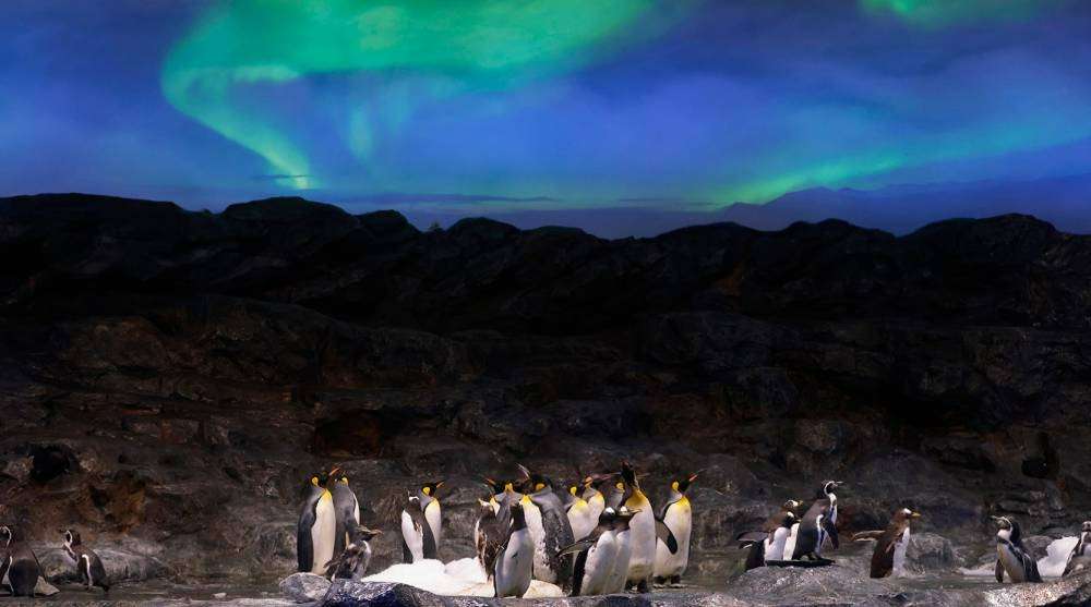 Penguin Cove's Playful Penguins