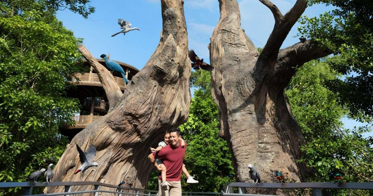 Diversity in Nyungwe Forest