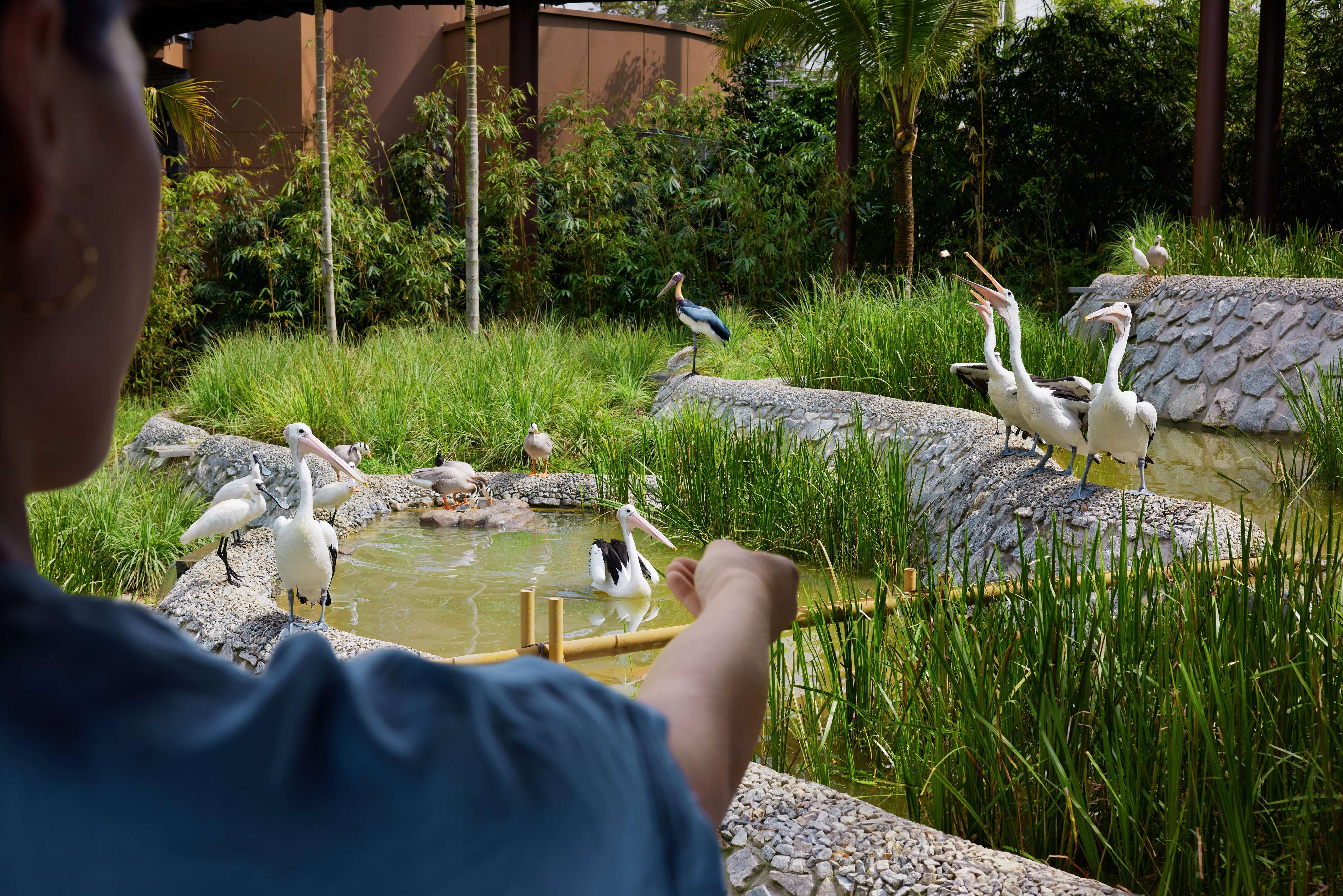 Feed Pelicans in Balinese Surroundings