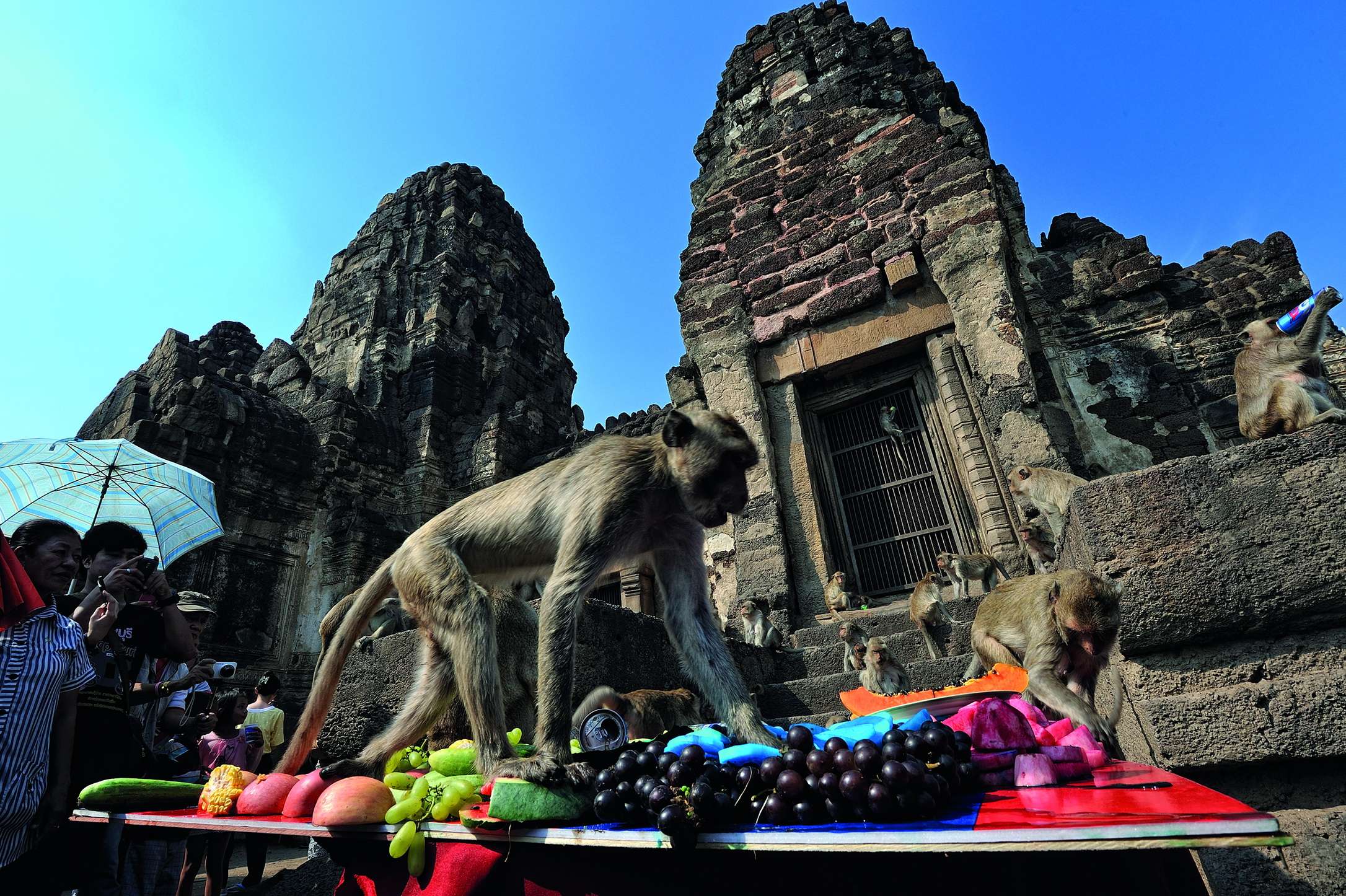 Lopburi Monkey Festival