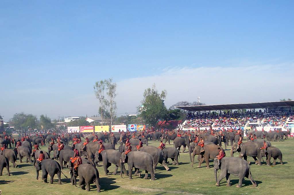 Surin Elephant Festival