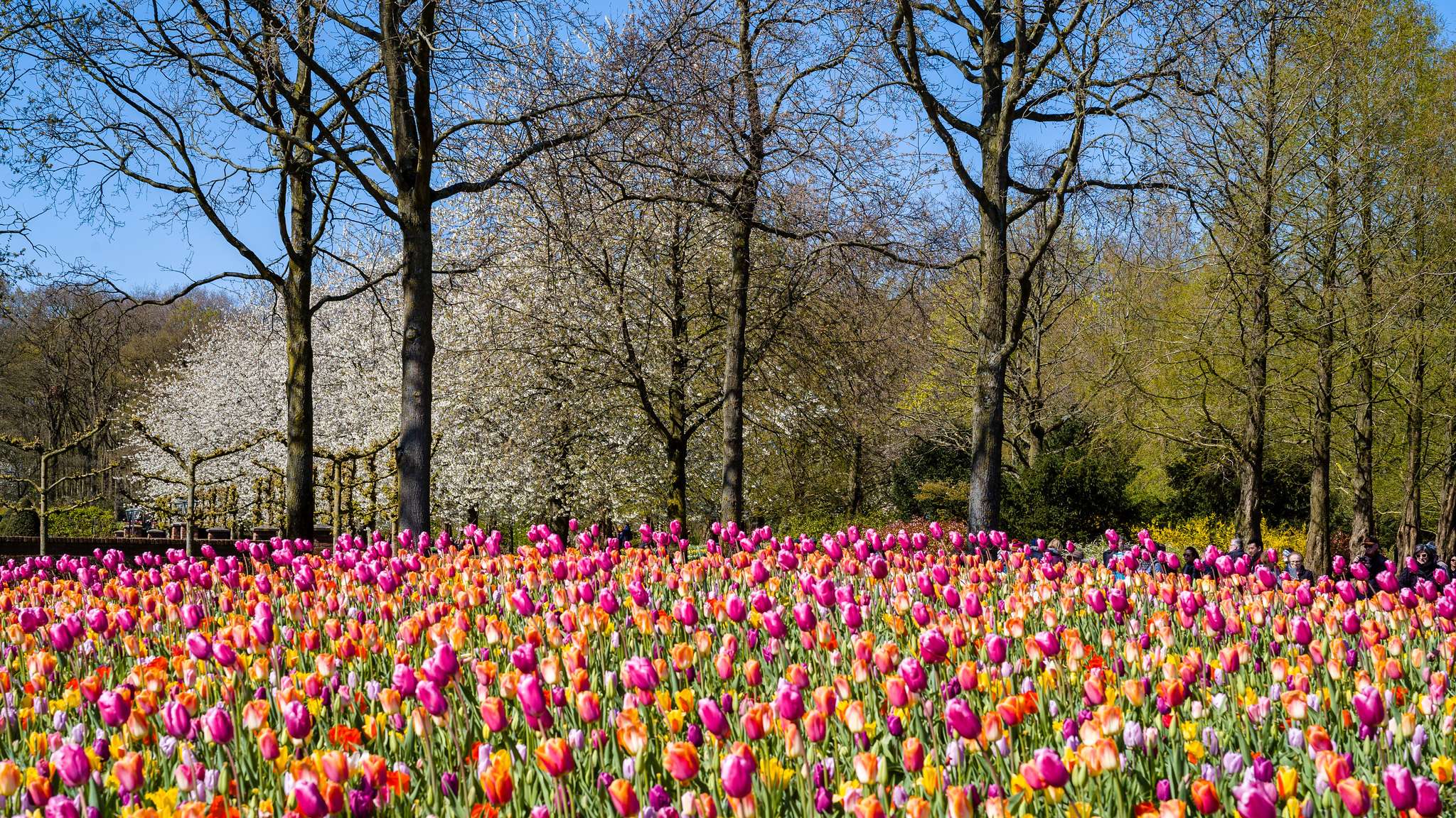See The Park in Its Full Bloom