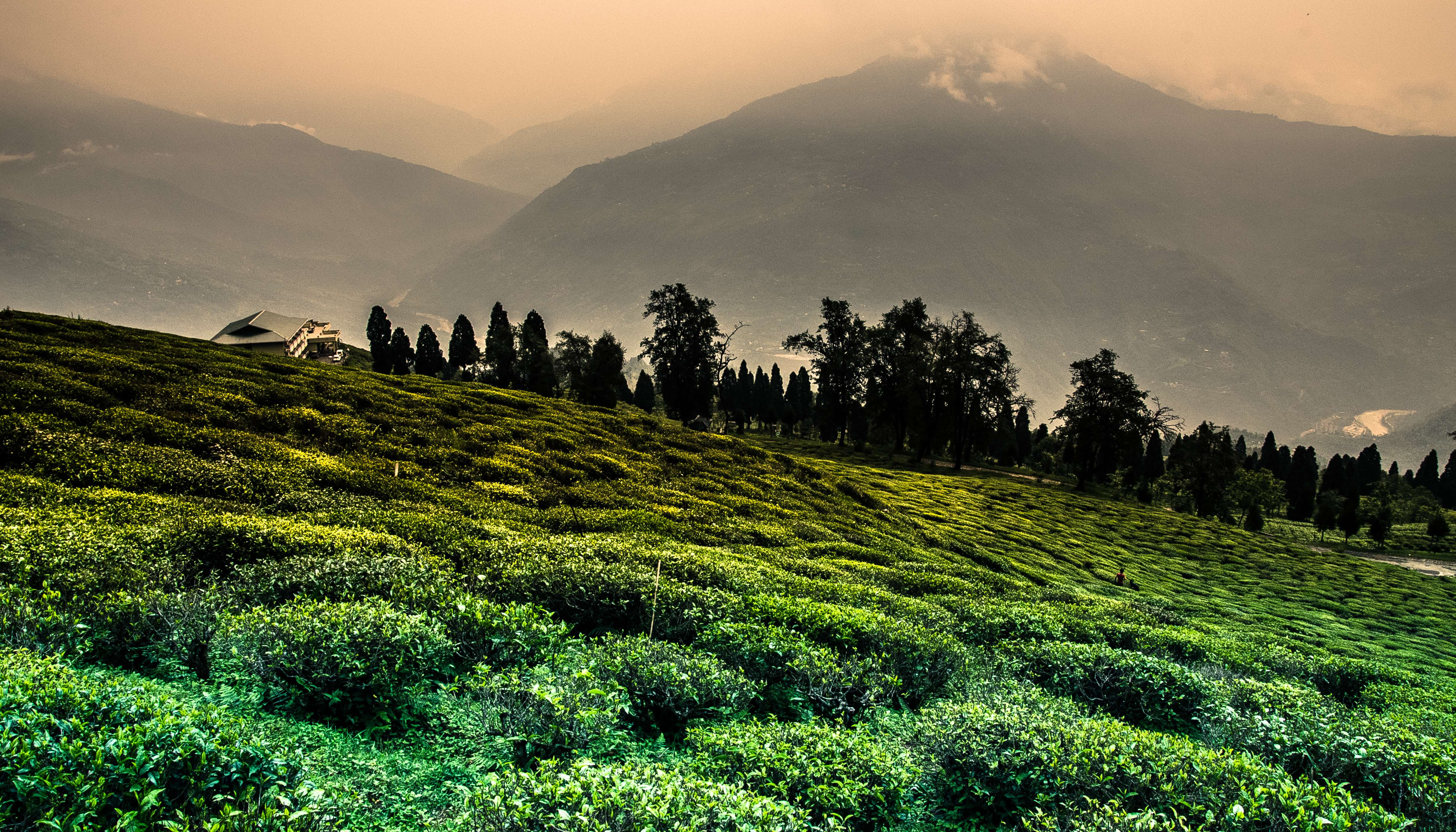 Stroll Through Temi Tea Garden