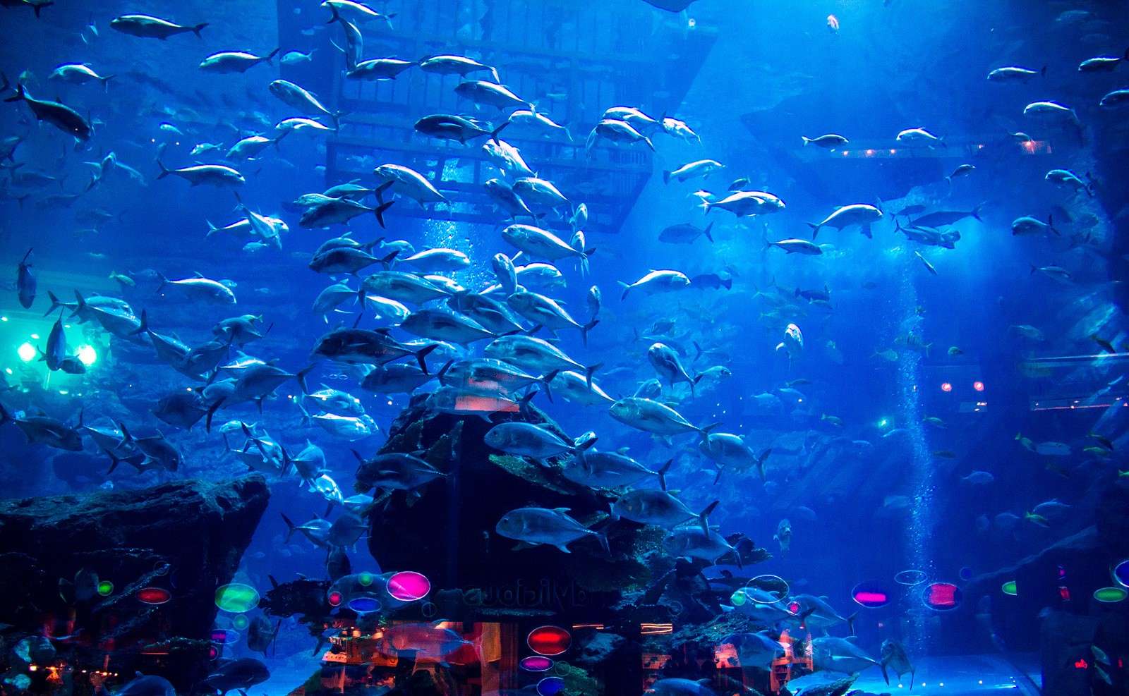 Cage Diving: A Unique Opportunity to Observe Aquatic Life Up Close