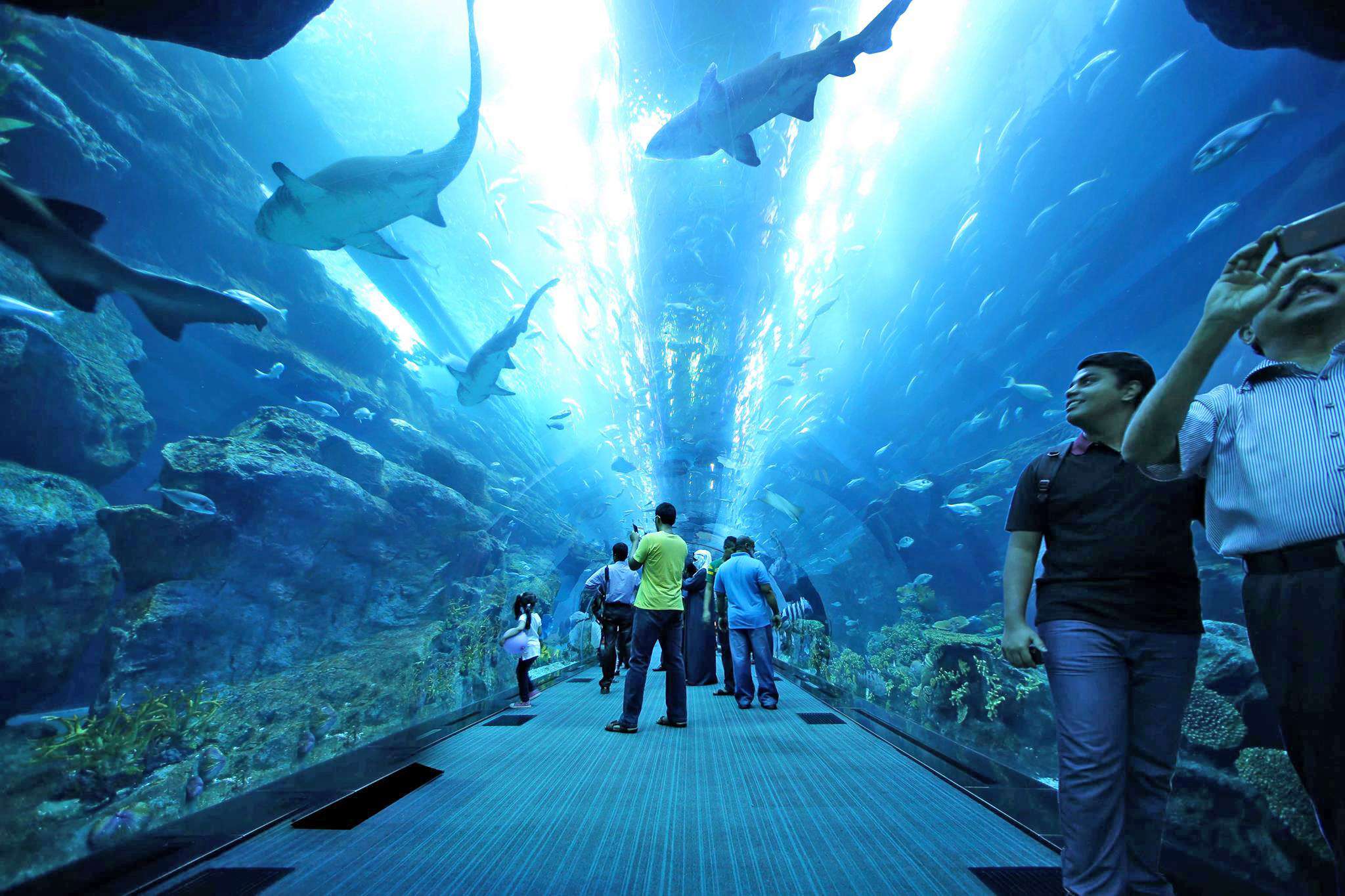 The Dubai Mall Aquarium Features an Impressive Underwater Tunnel