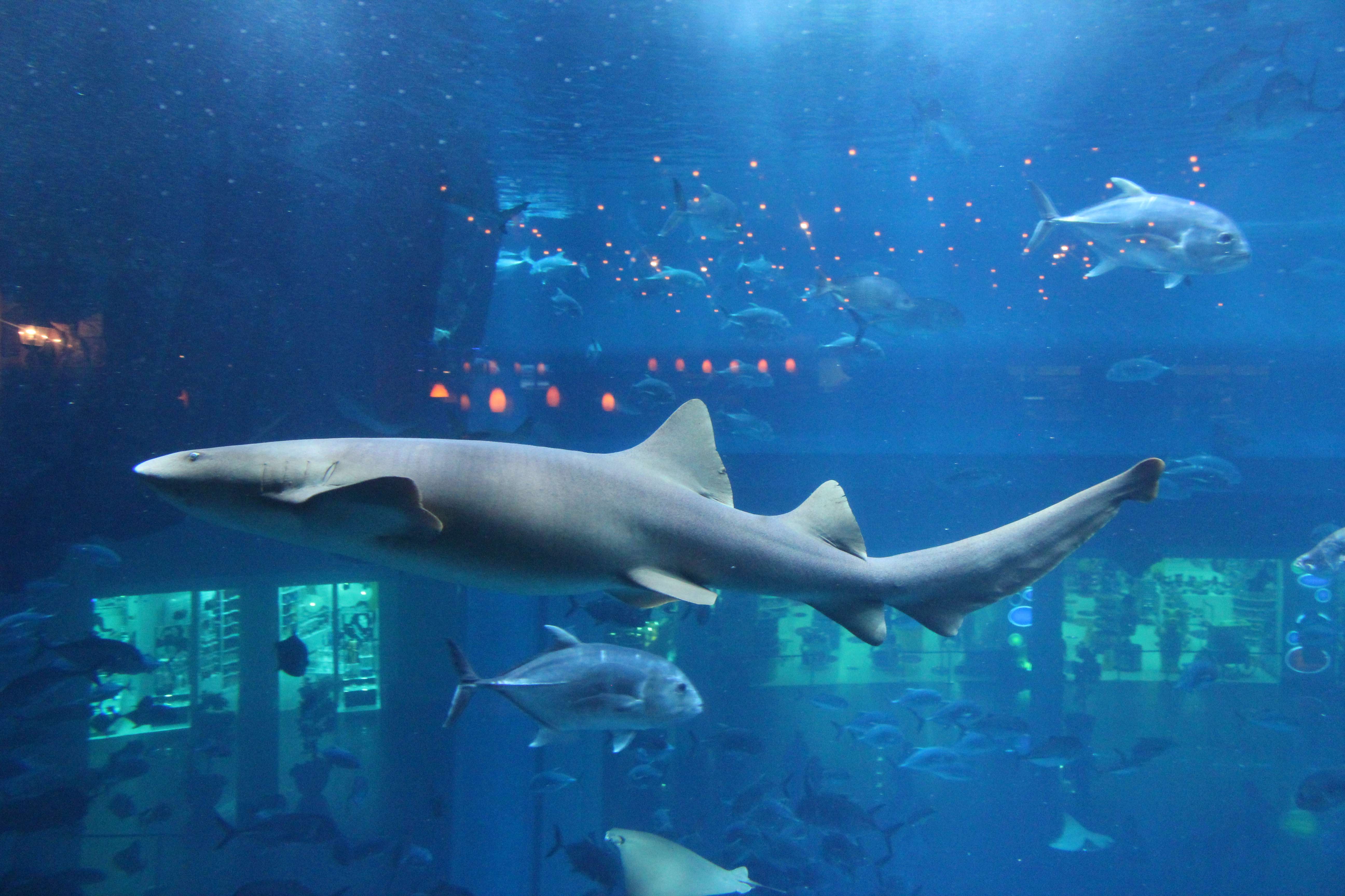 Shark Diving: An Adrenaline-Pumping Experience for Adventure Seekers