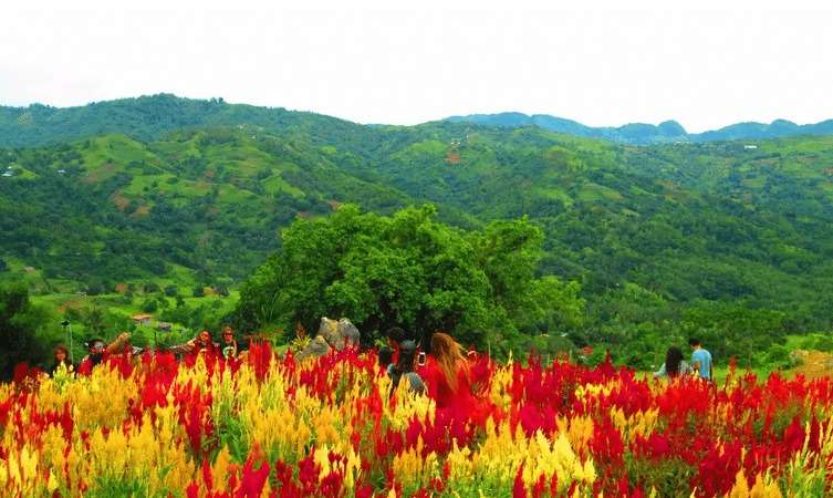 Bring An e-Sim or Portable Wifi