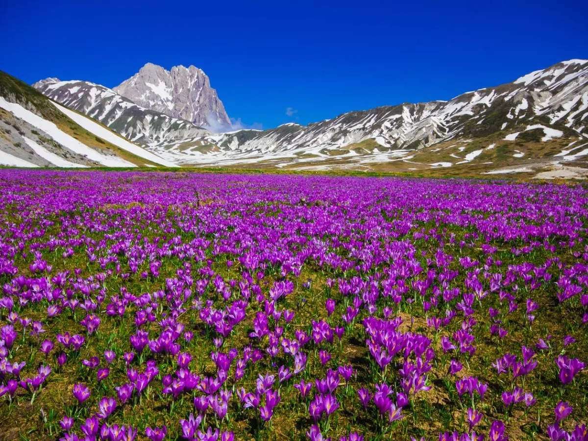 Saffron Fields