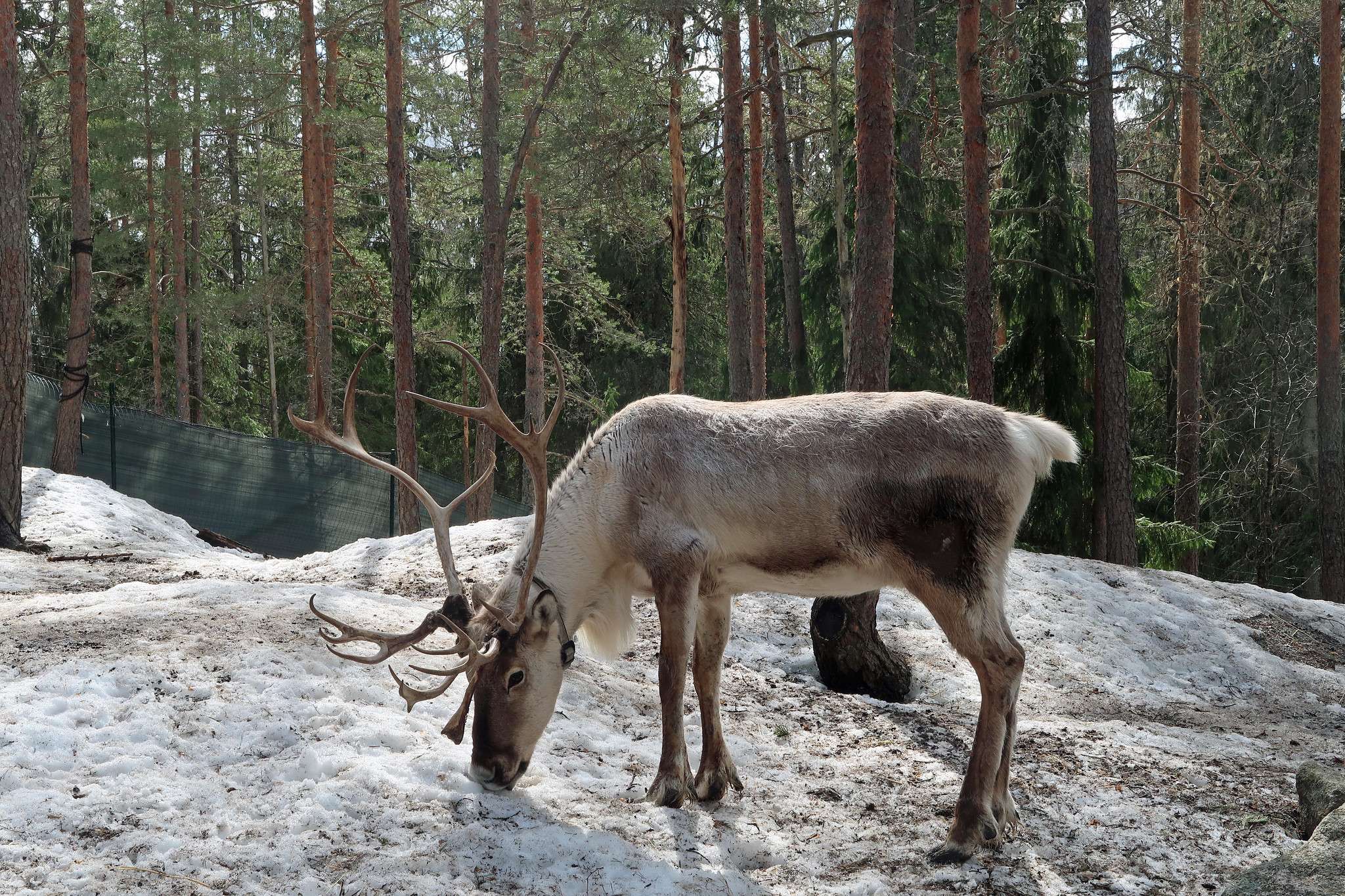 Meet reindeers at Nuuksio Reindeer Park
