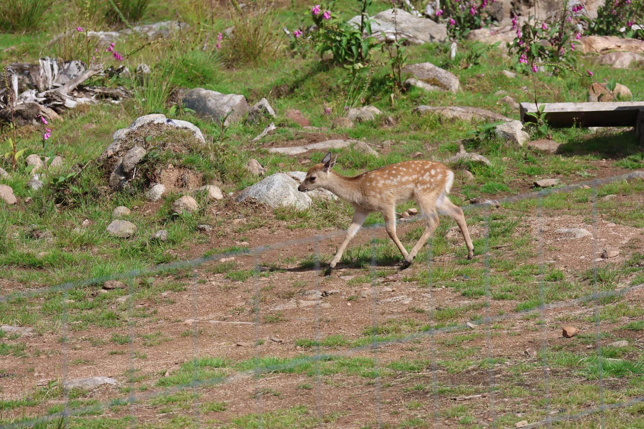 Deer Park (Dehradun Zoo)