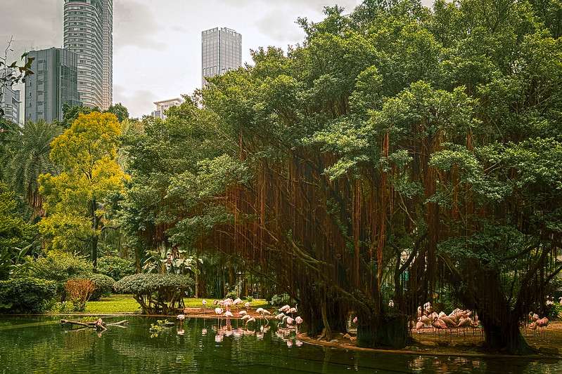 Day 1: Experience the Highlights of Hong Kong Island 