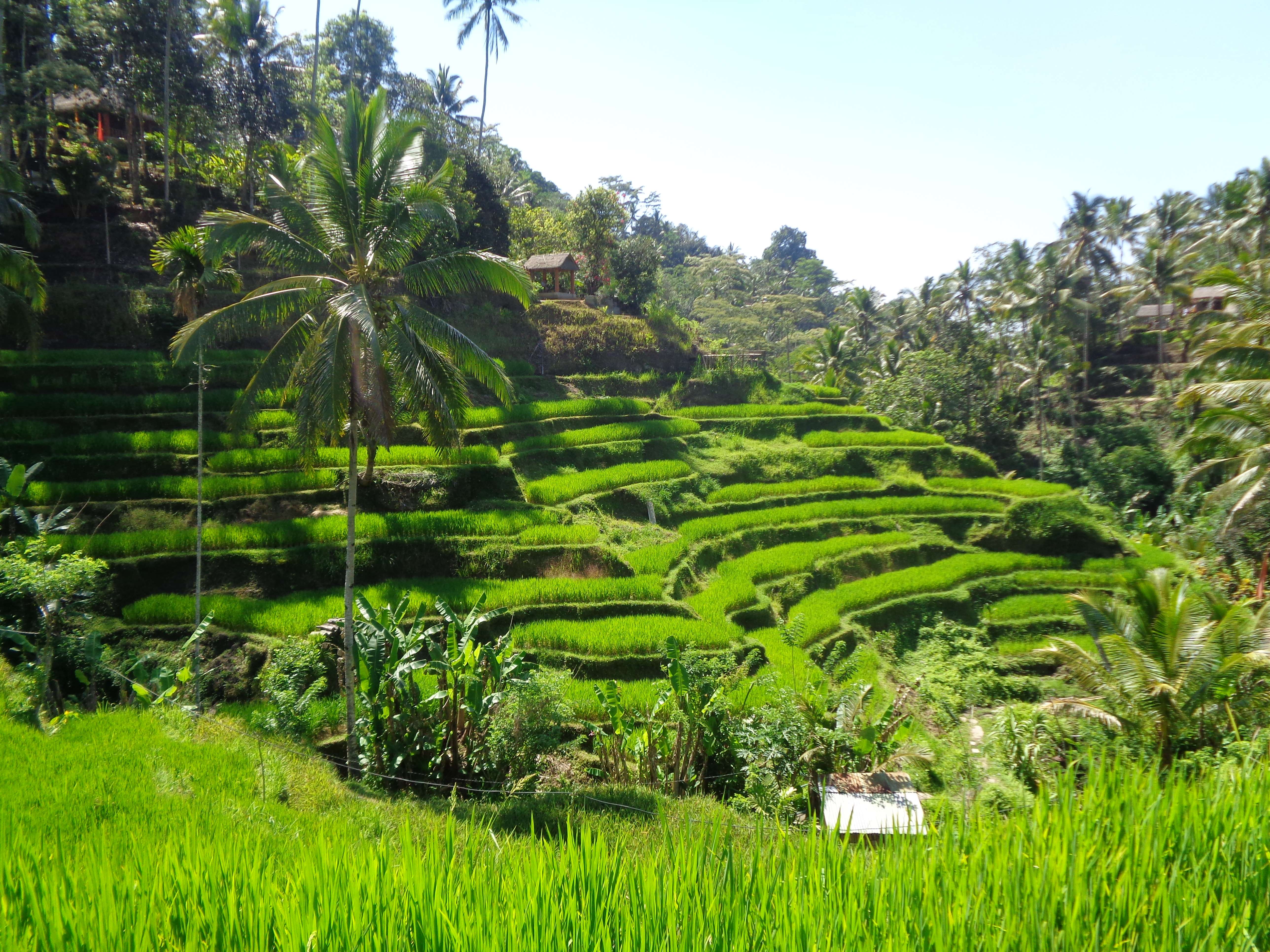 Day 2: Embrace Ubud’s Culture and Natural Beauty