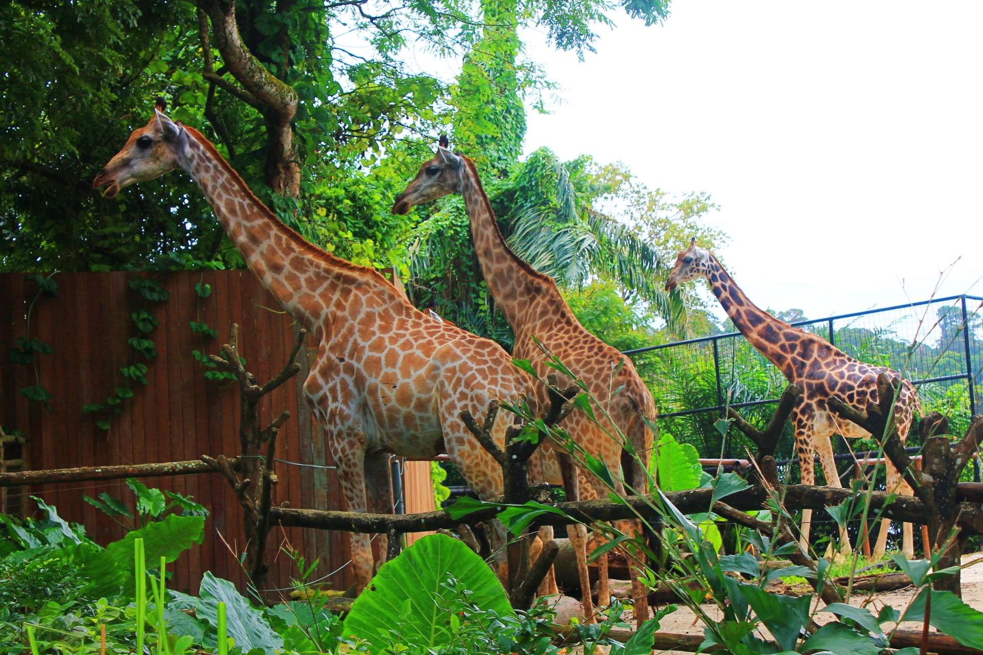 Day 1: Arrival in Singapore | Explore Night Safari Zoo