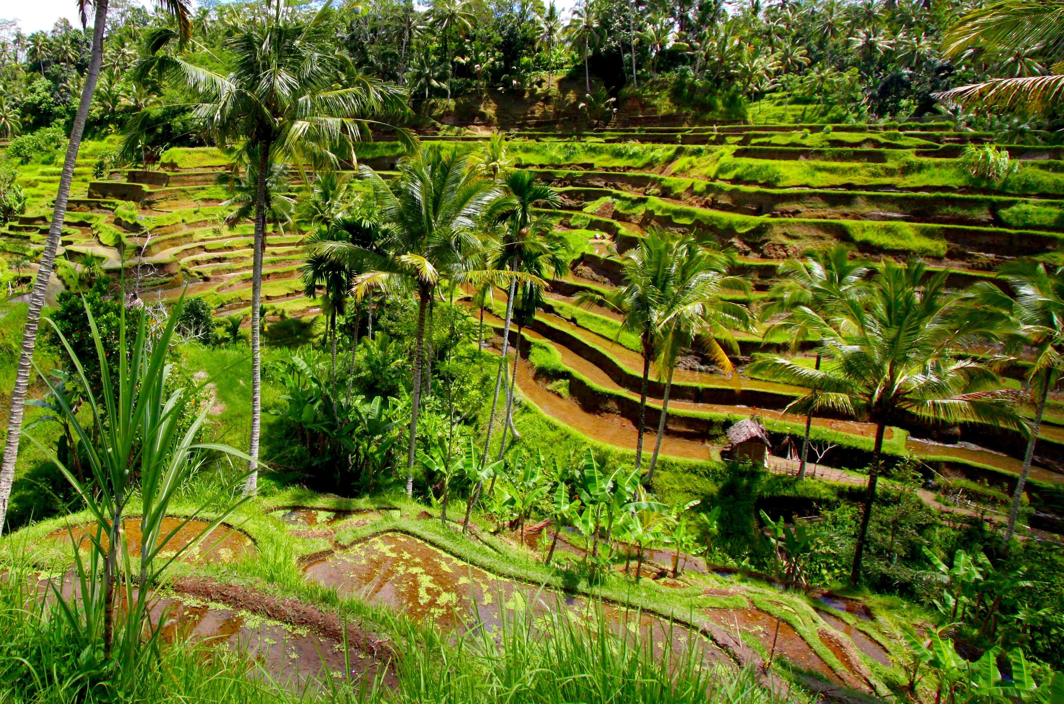 Day 6: Explore the Best of Bali | Marvel at the most Artistic Structures of Bali