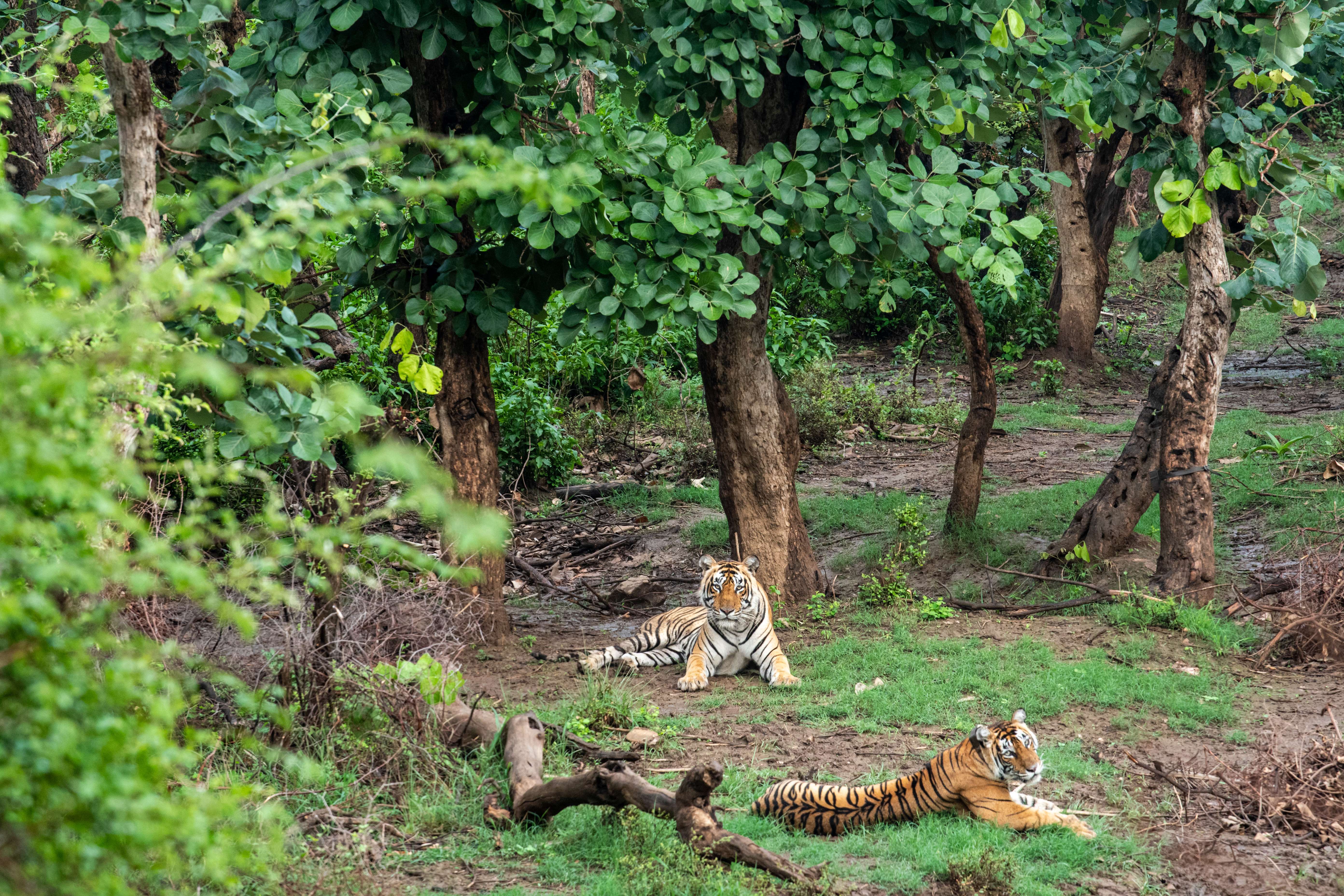 Sariska National Park: Known as Sariska Tiger Reserve