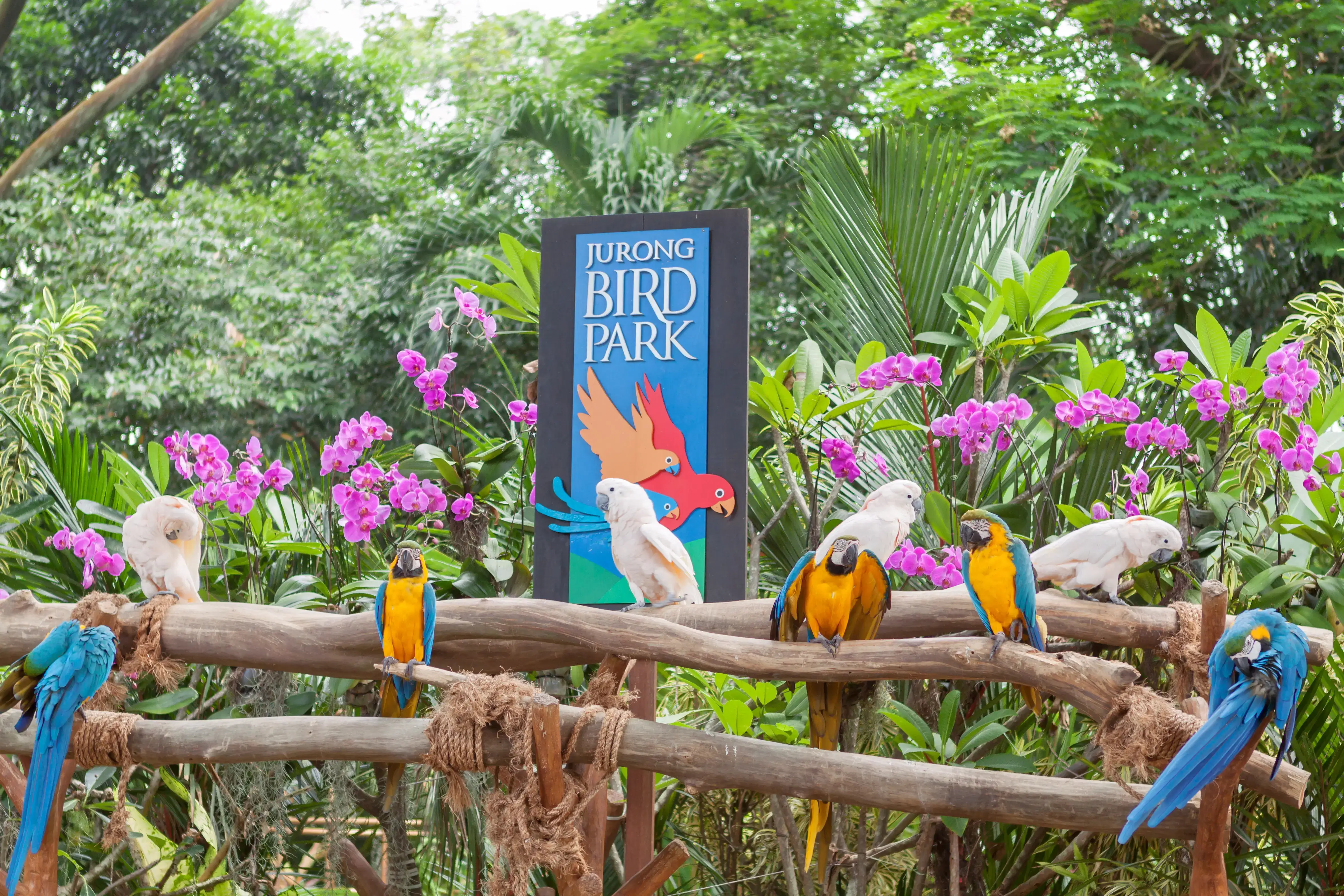 Day 4: Explore Jurong Bird Park And Gardens By The Bay