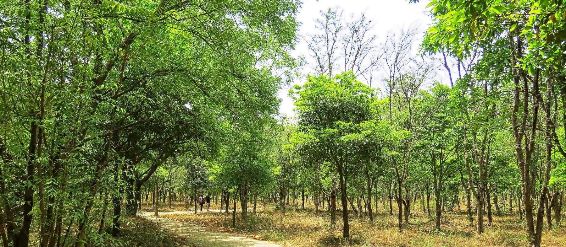 Kandlakoya Oxygen Park