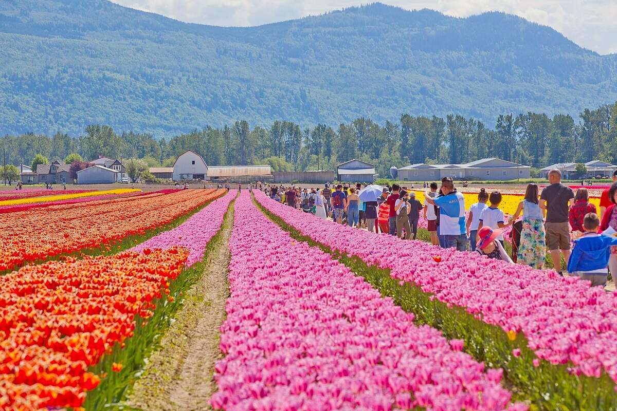 Tulip Festival