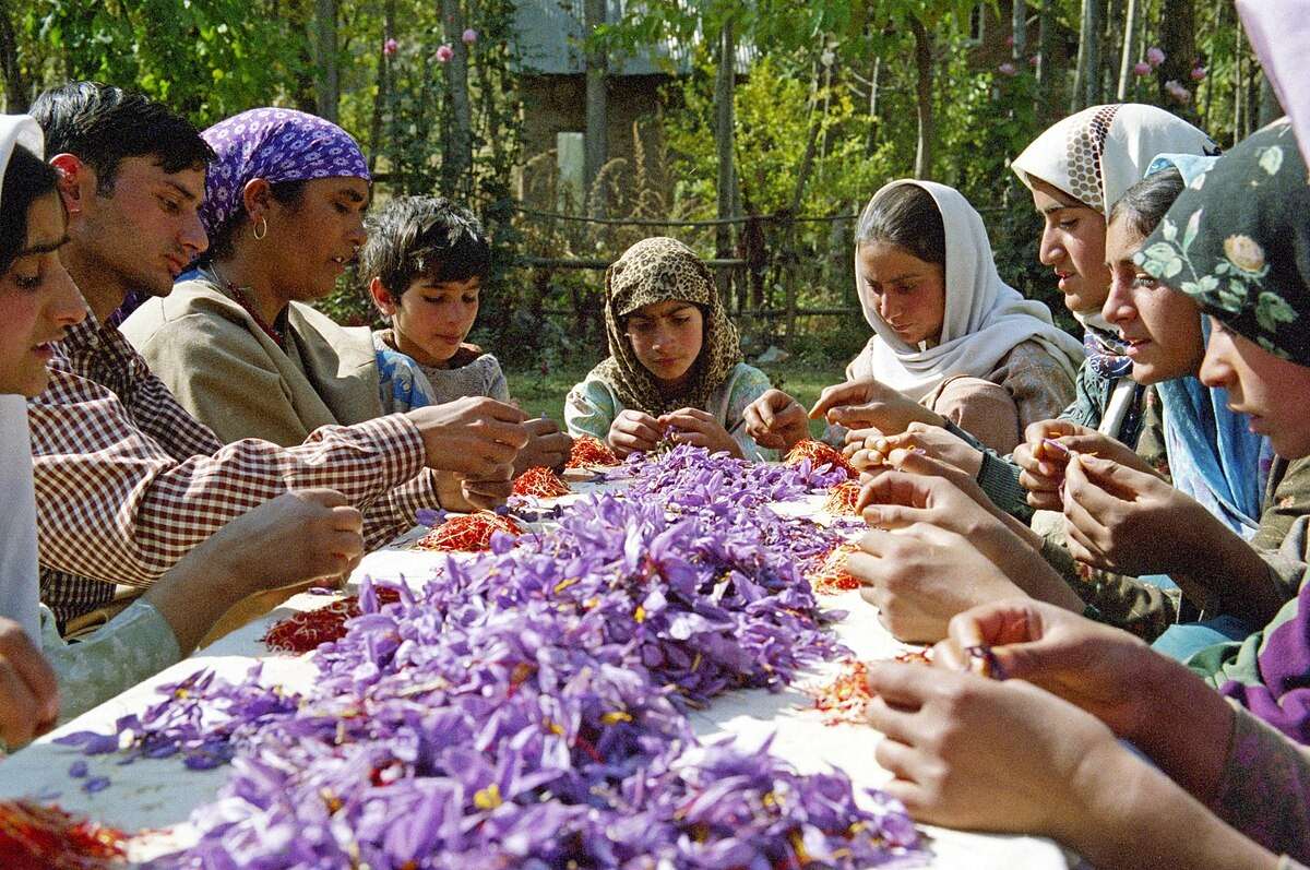 Saffron Festival