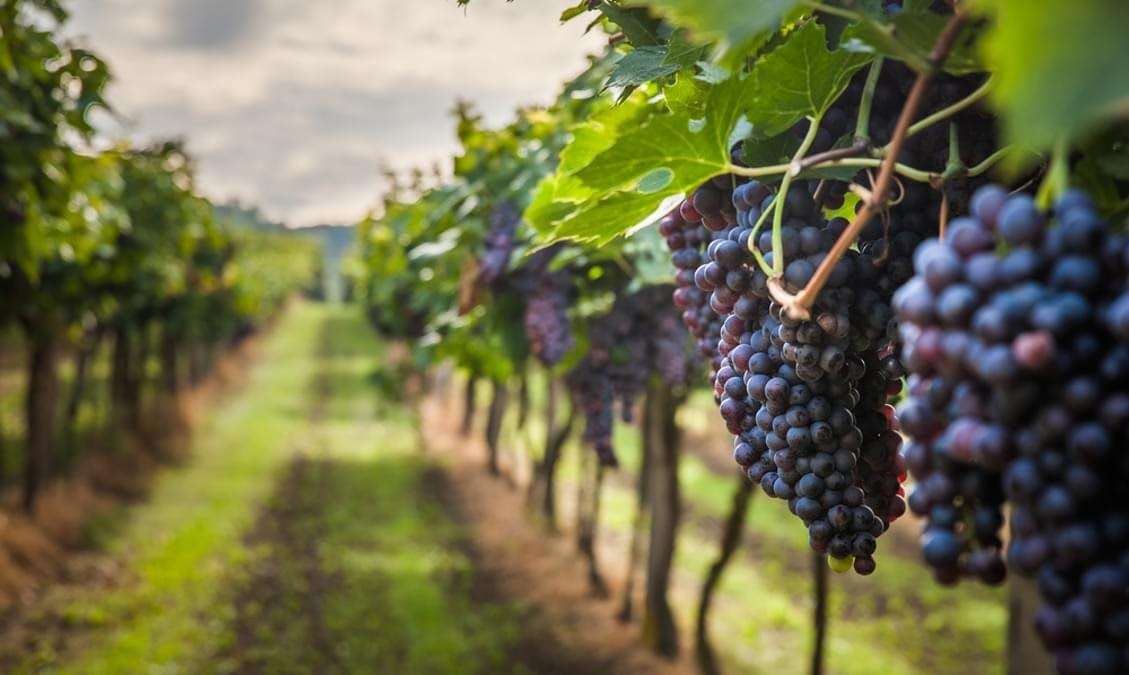 Explore Grape Vineyards of Cumbum Valley