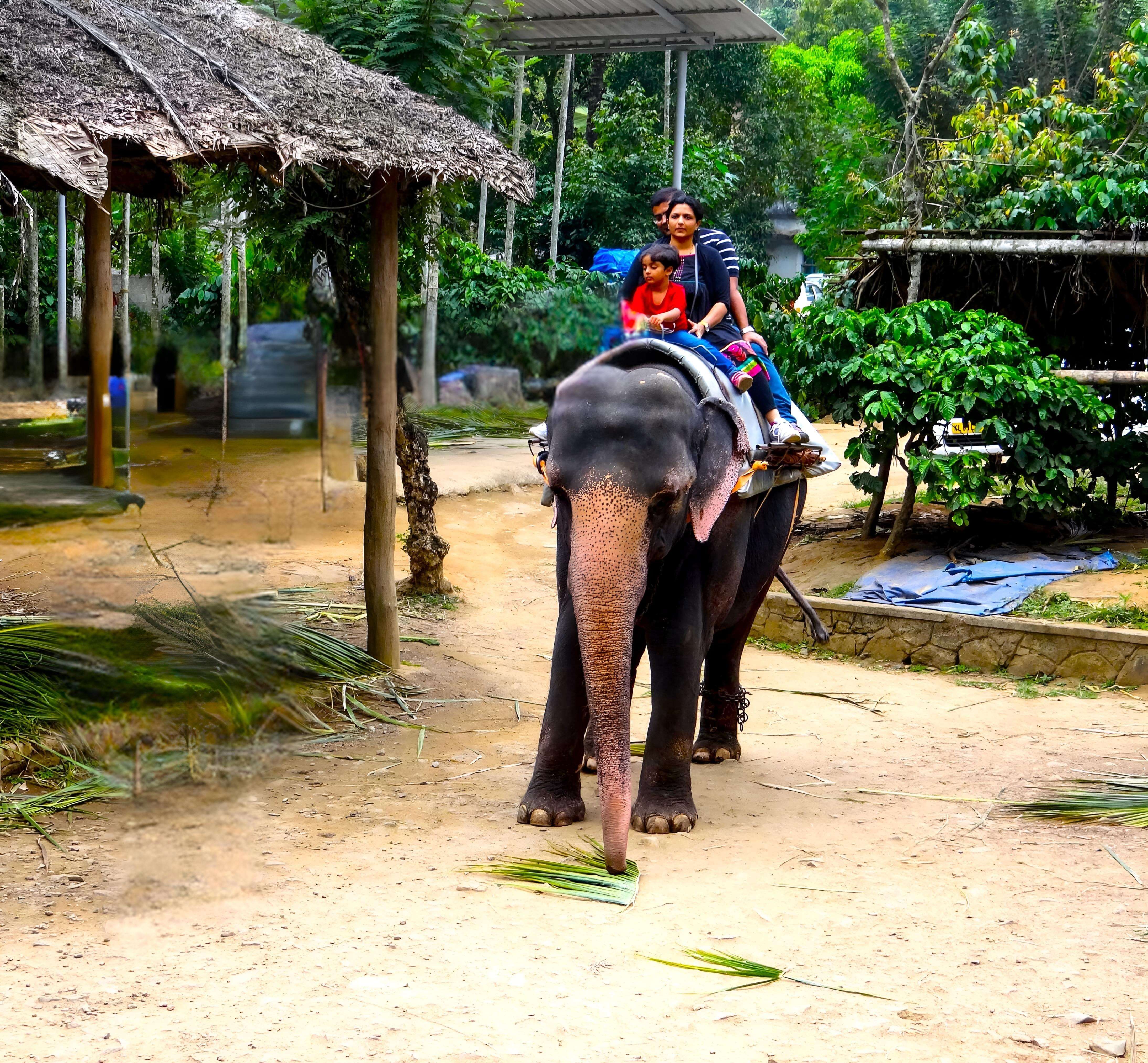 Elephant Ride at Elephant Junction