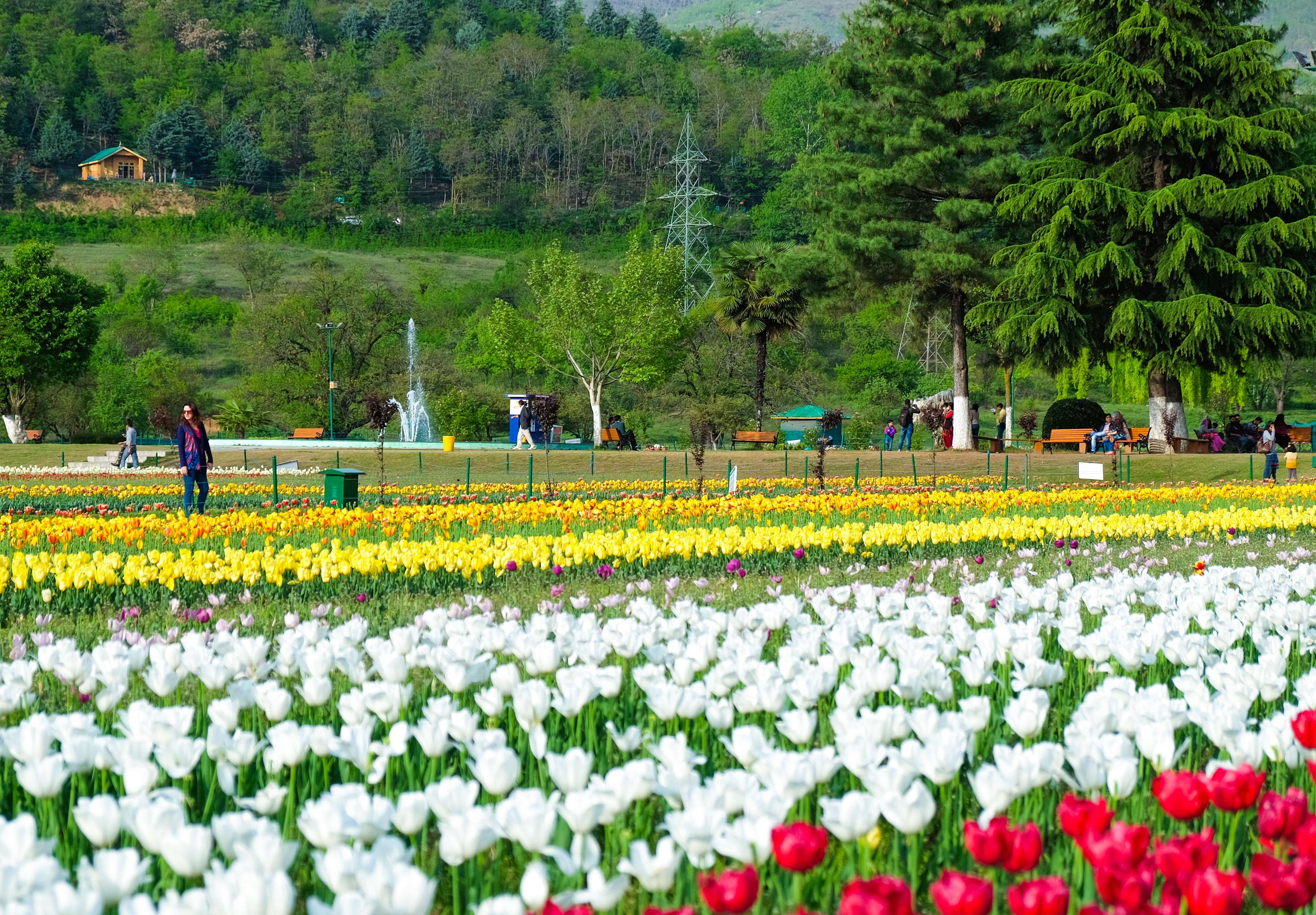 Explore The Indira Gandhi Memorial Tulip Garden
