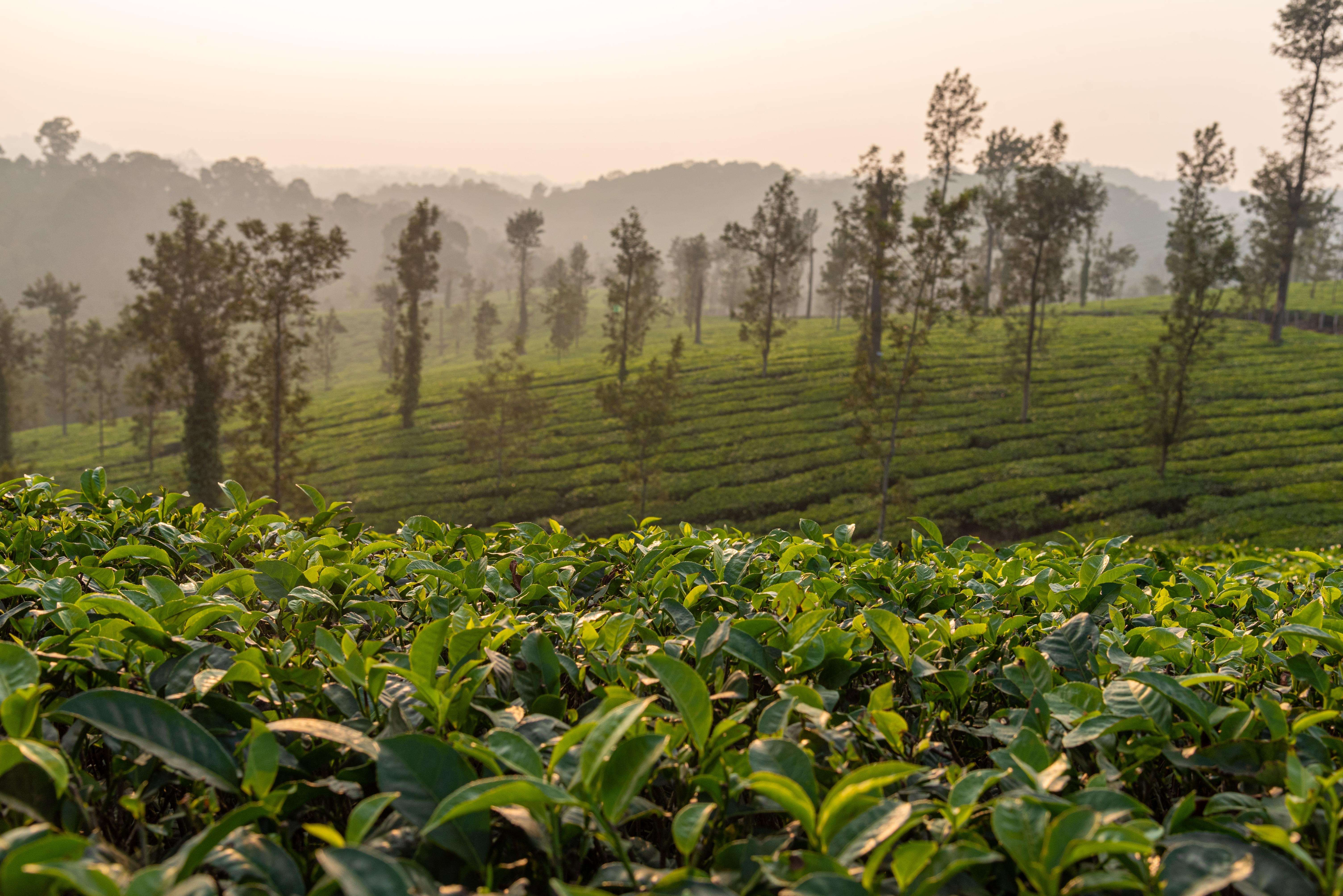 Coorg, Karnataka: Scotland of India