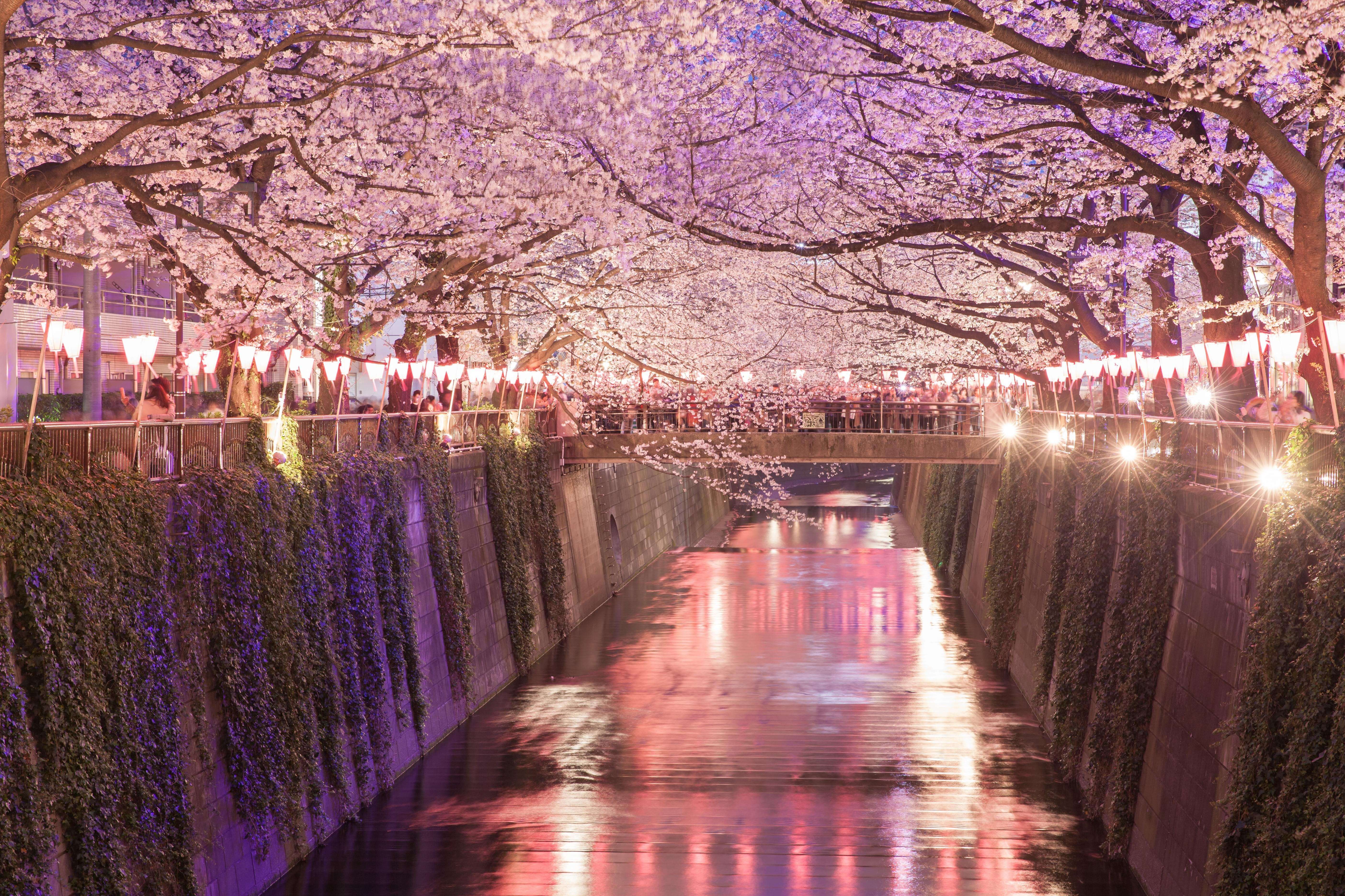 Places To Visit In Spring In Japan