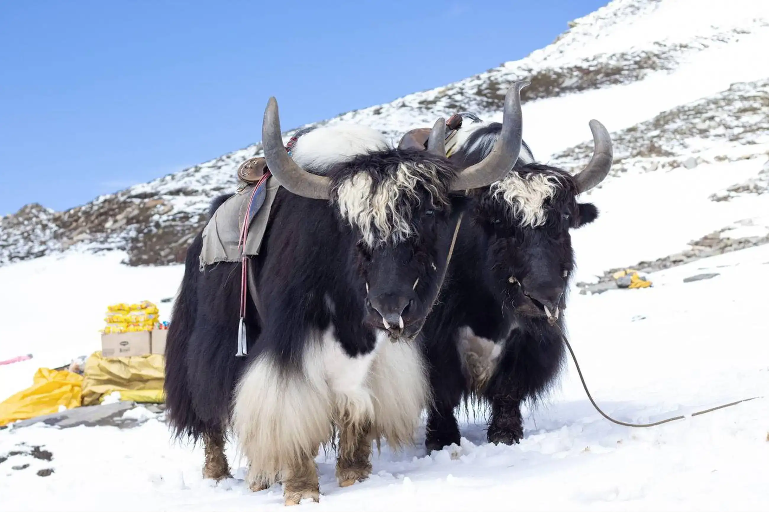 Go On Yak Rides At Tsomgo Lake