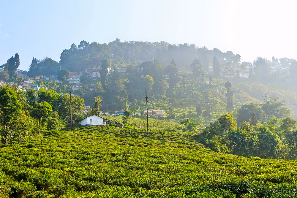 Enjoy A Tea Tasting Tour At Happy Valley Tea Estate