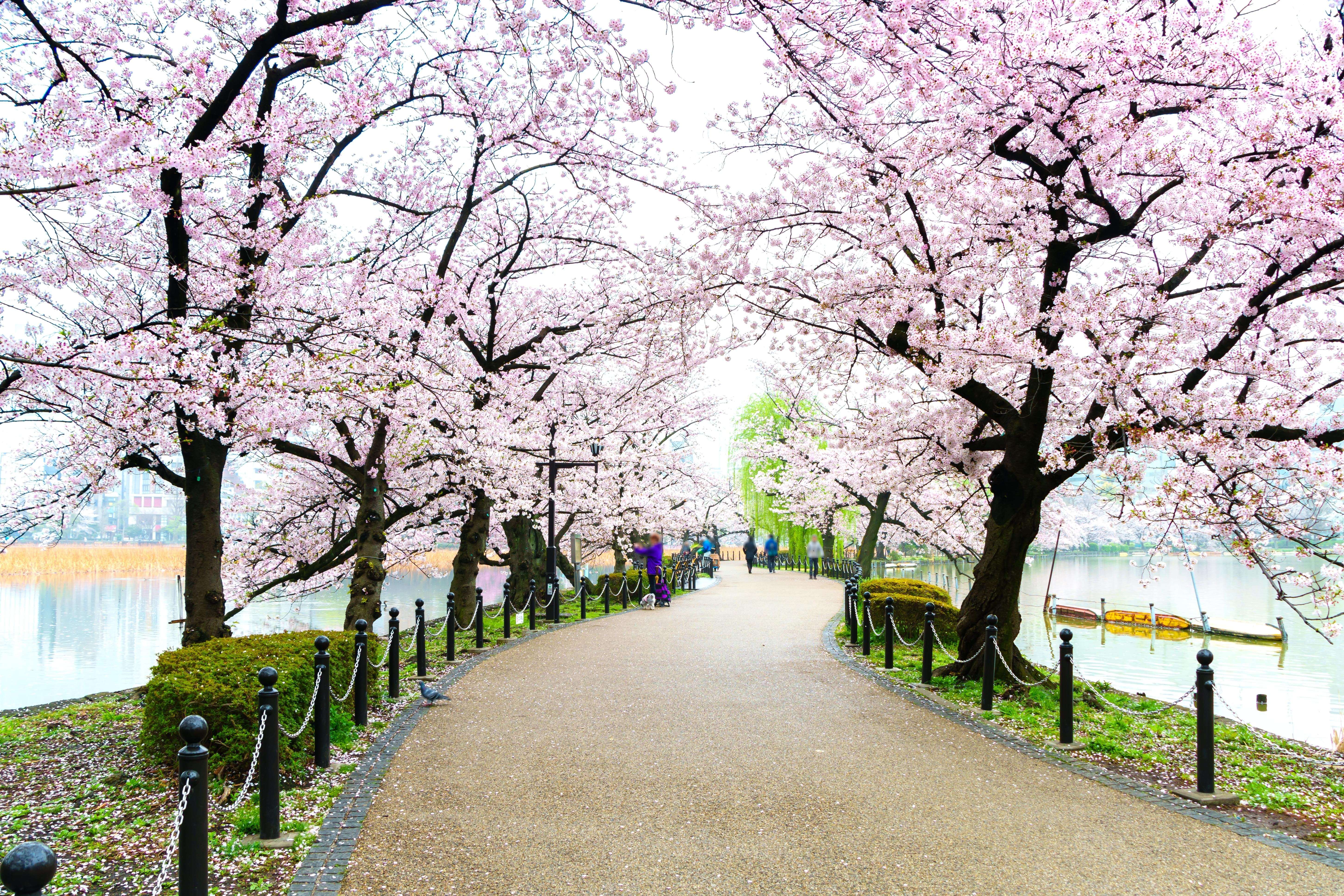Quick Tips For Visiting Japan In Spring