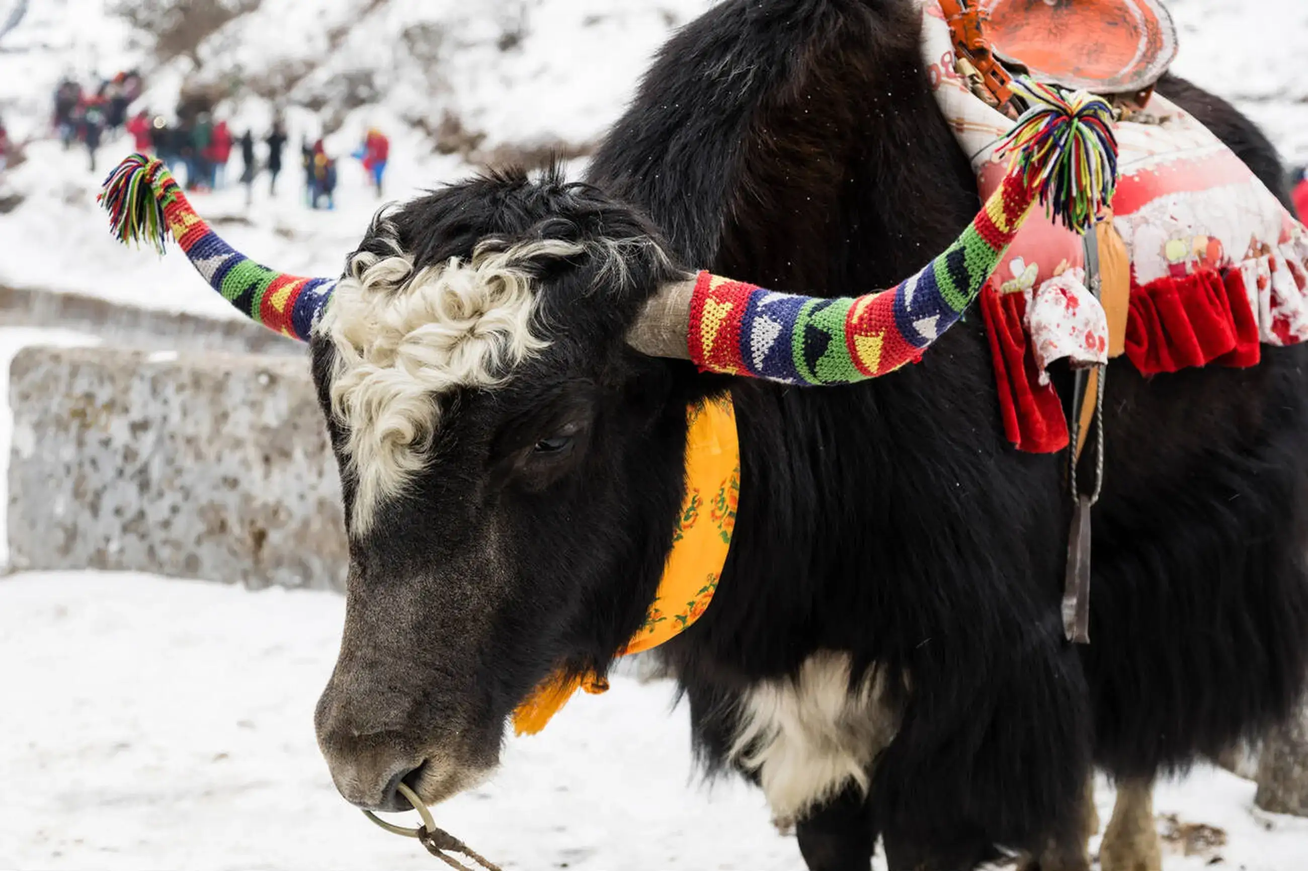 Yak Safari To Tsomgo Lake