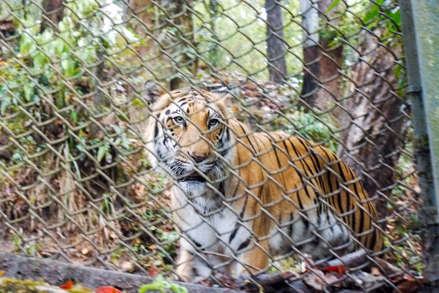 Visit Padmaja Naidu Zoological Park