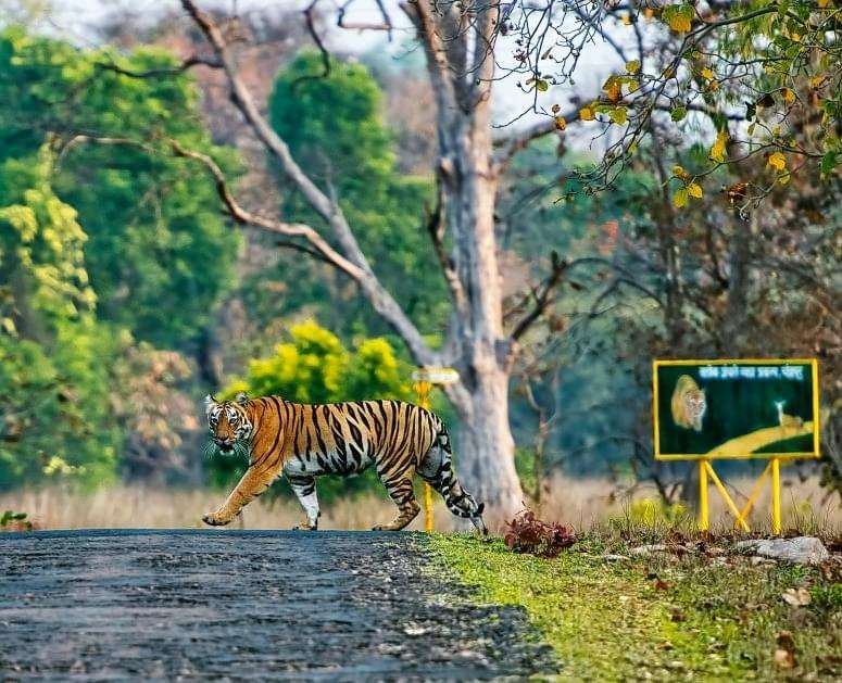 Tadoba National Park, Maharashtra: Where Wild Encounters Await