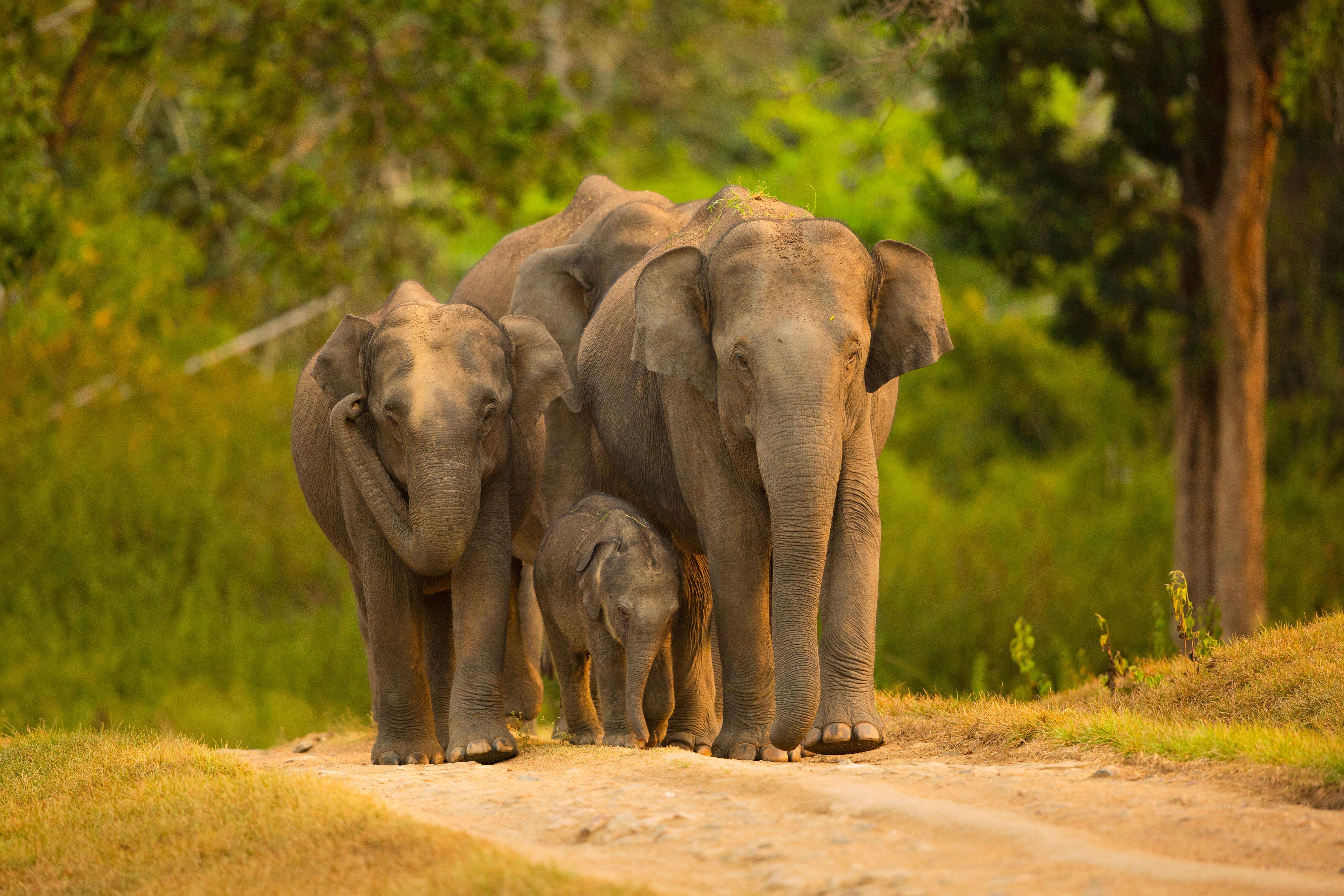 Bandipur National Park, Karnataka: A Jungle Of Wonders And Wildlife