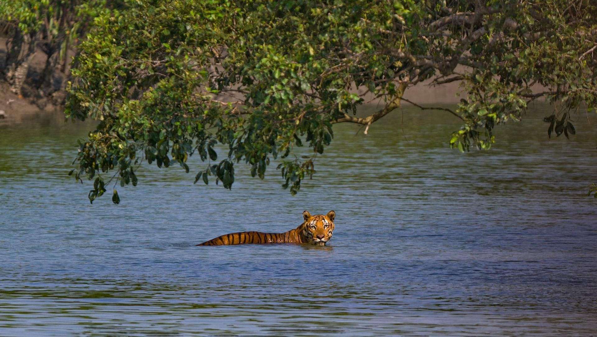 Sundarbans, West Bengal: The Land Of Royal Bengal Tigers