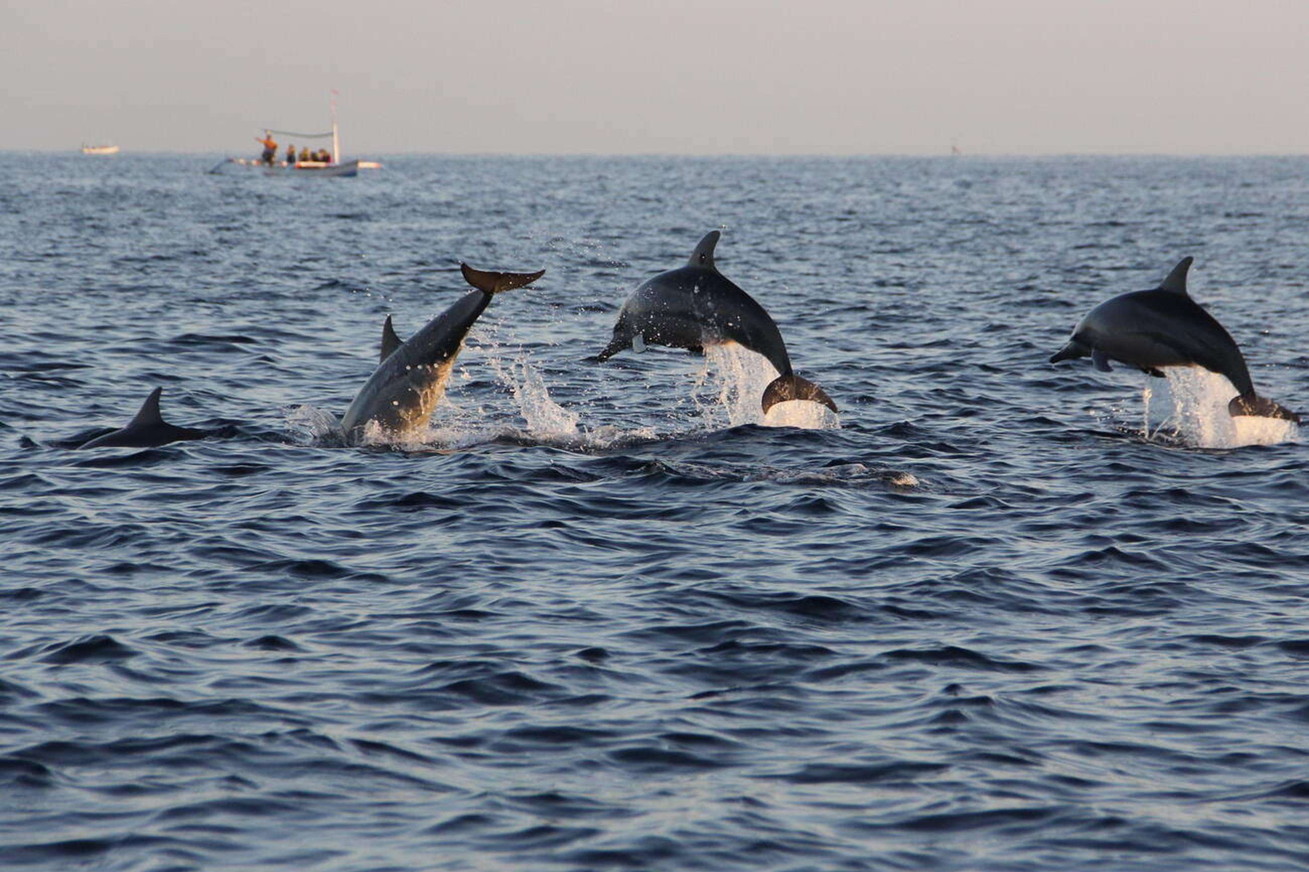 Day 2: Dolphin Watching Tour and Muscat Exploration