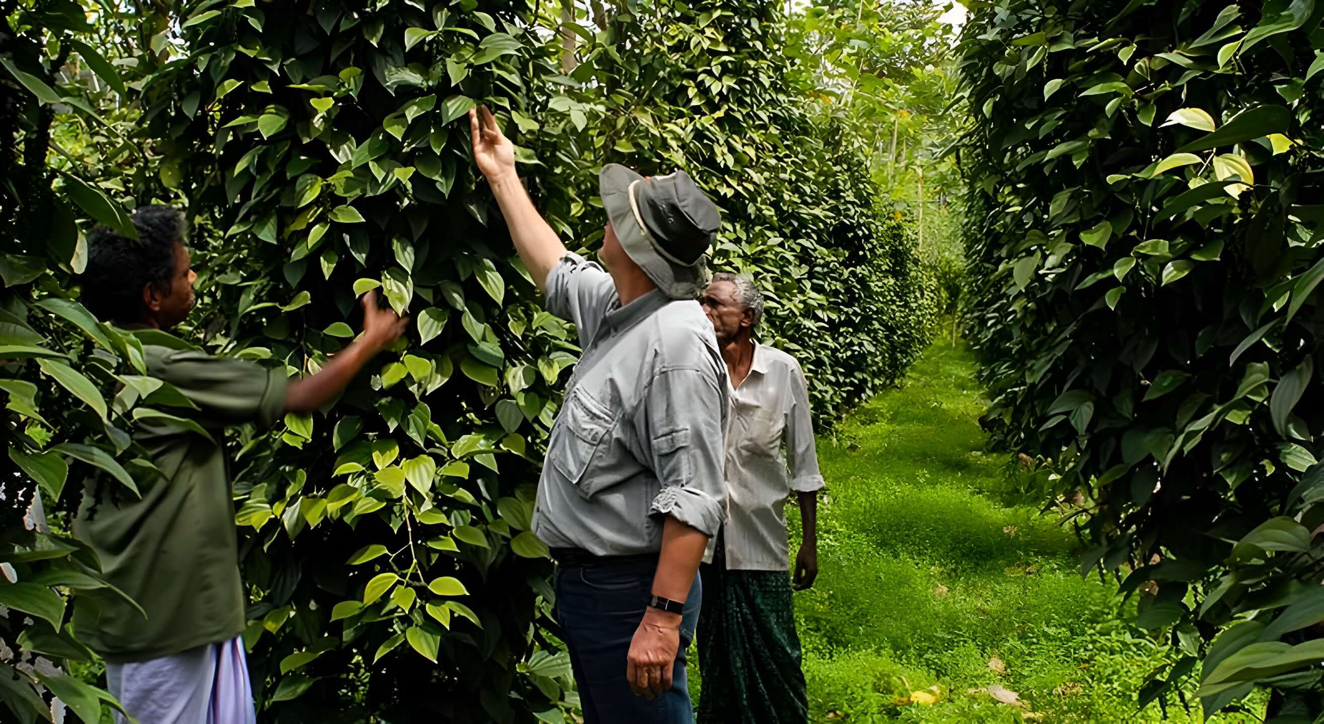 Spice Plantation Tour