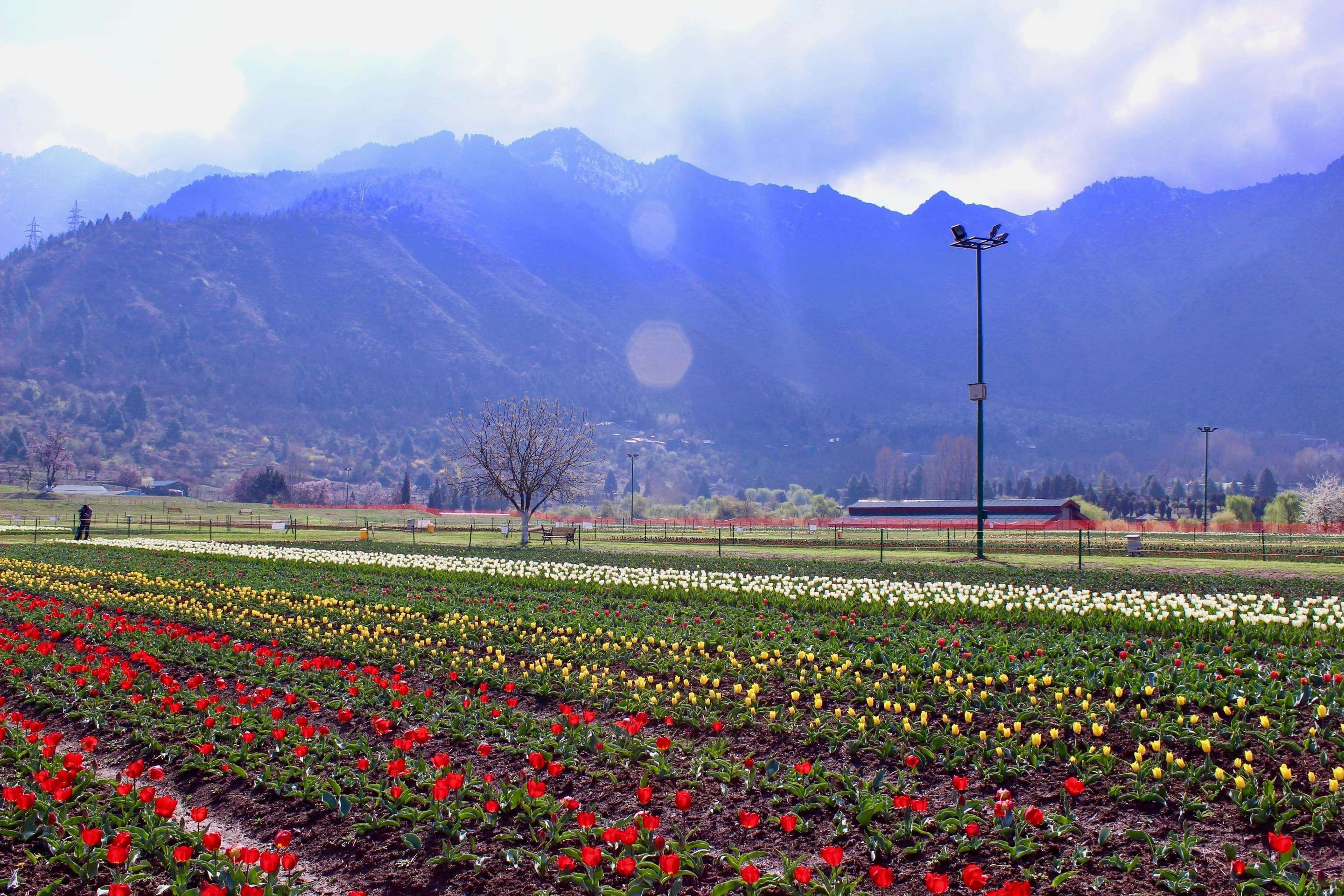Tulip Festival at Indira Gandhi Memorial Tulip Garden