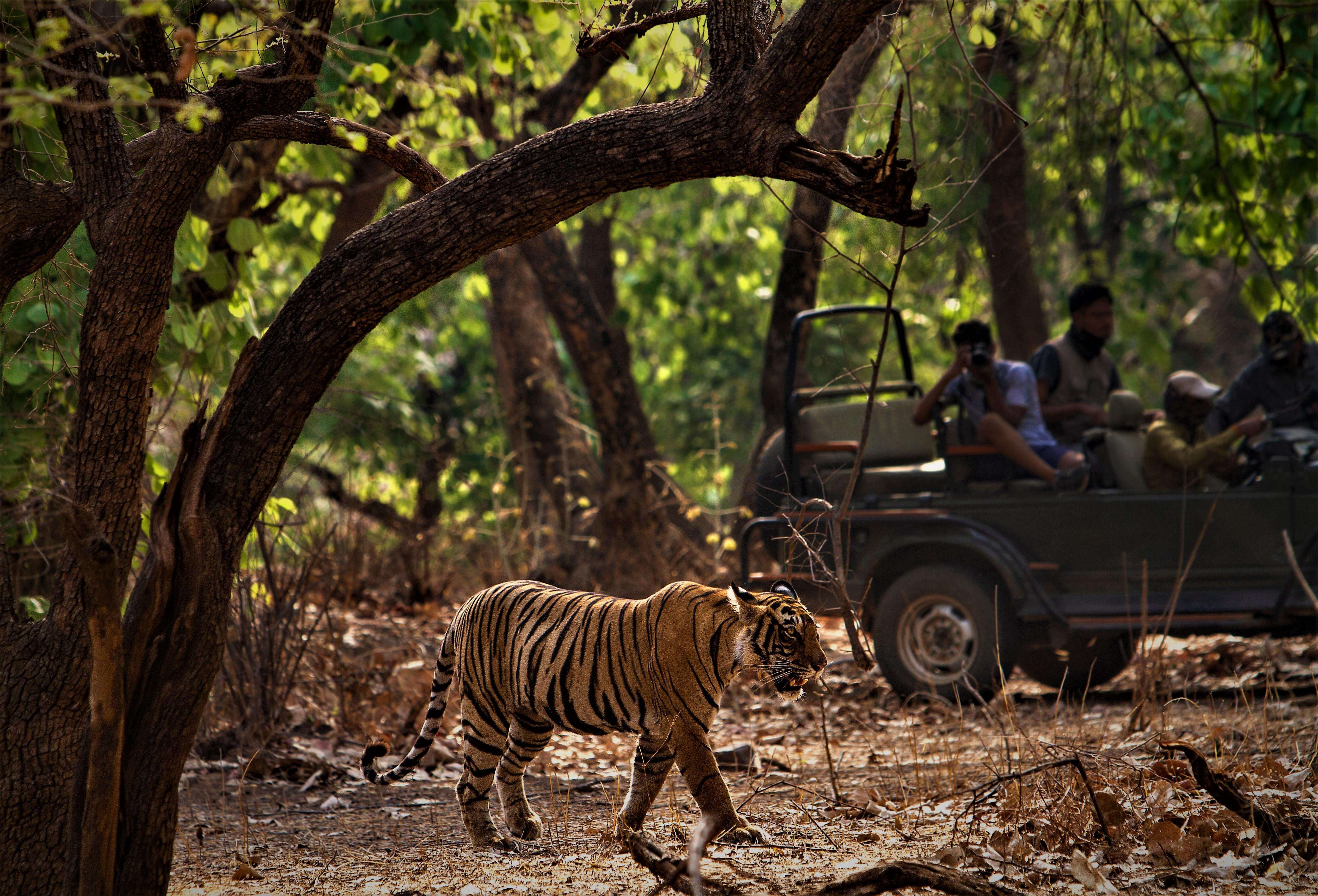 Jim Corbett National Park, Uttarakhand