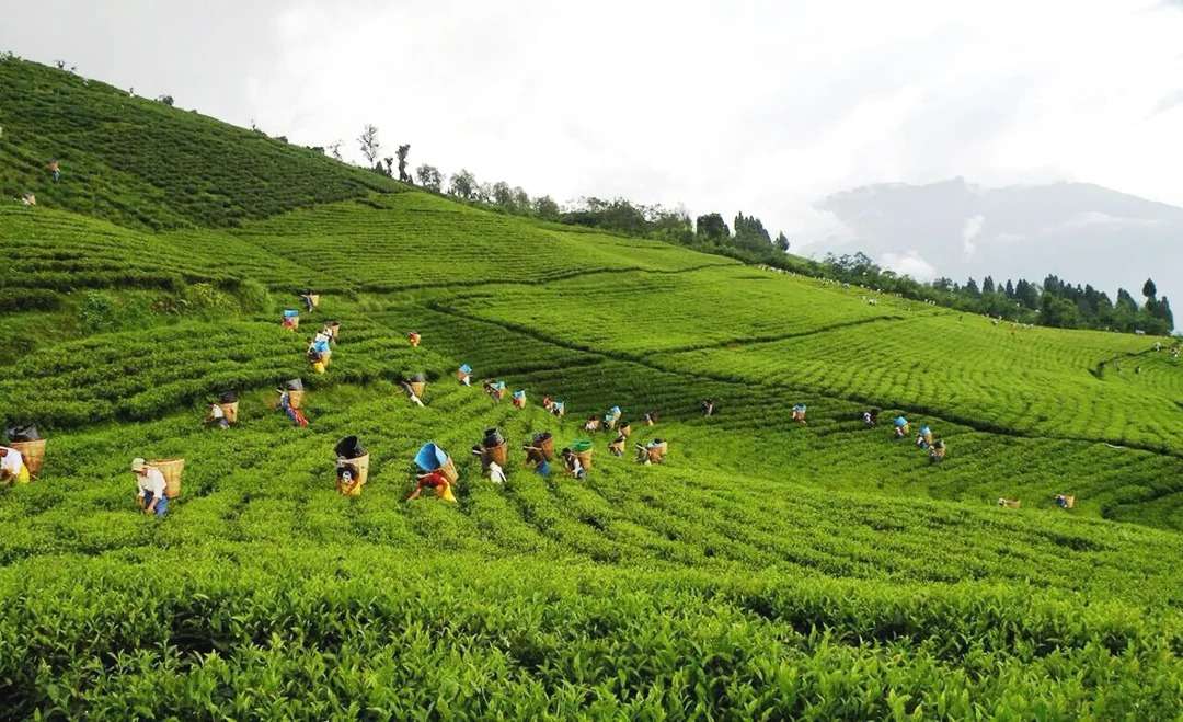 Tea-Tasting Experience At Temi Tea Garden