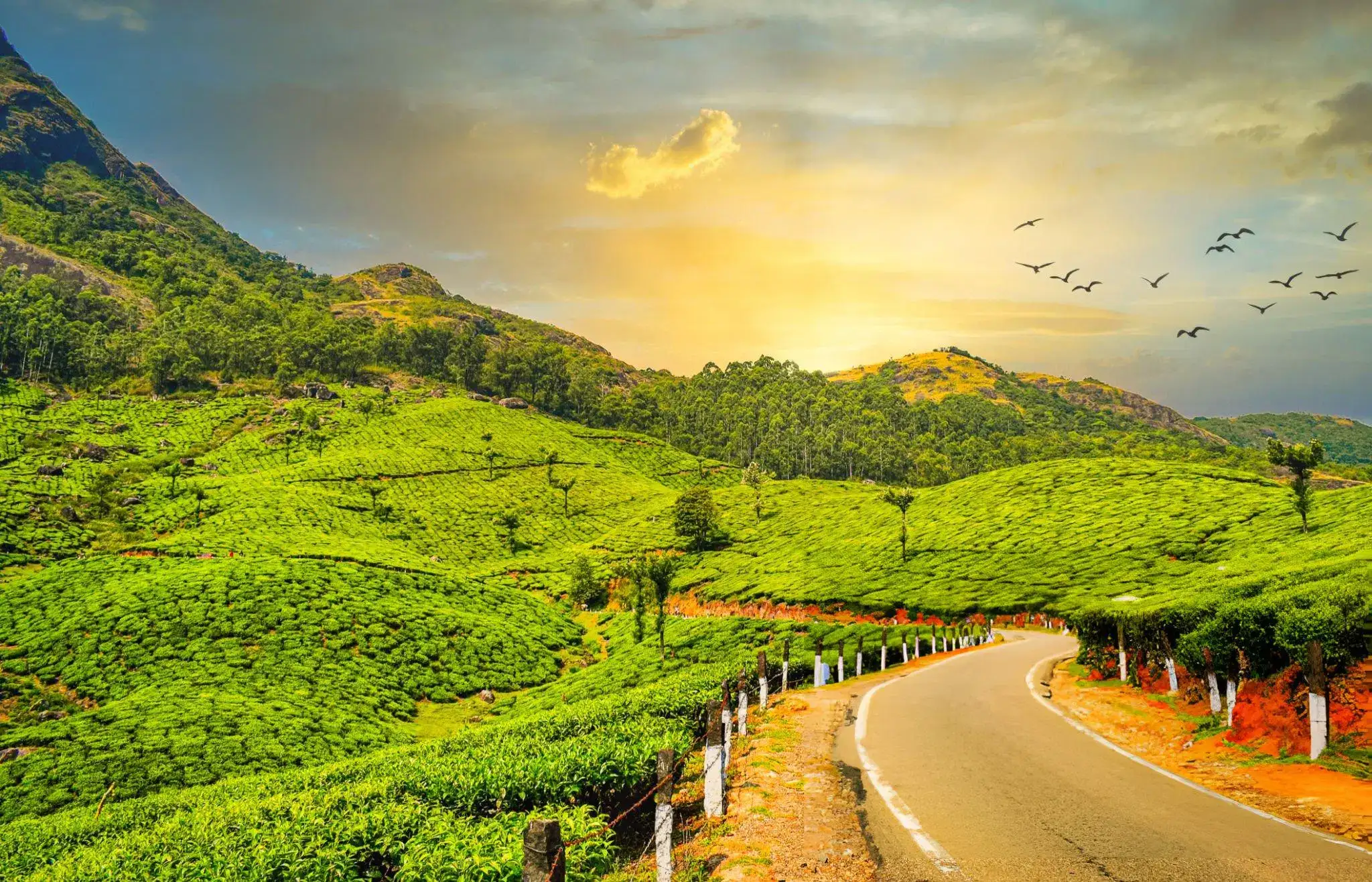 Munnar, Kerala