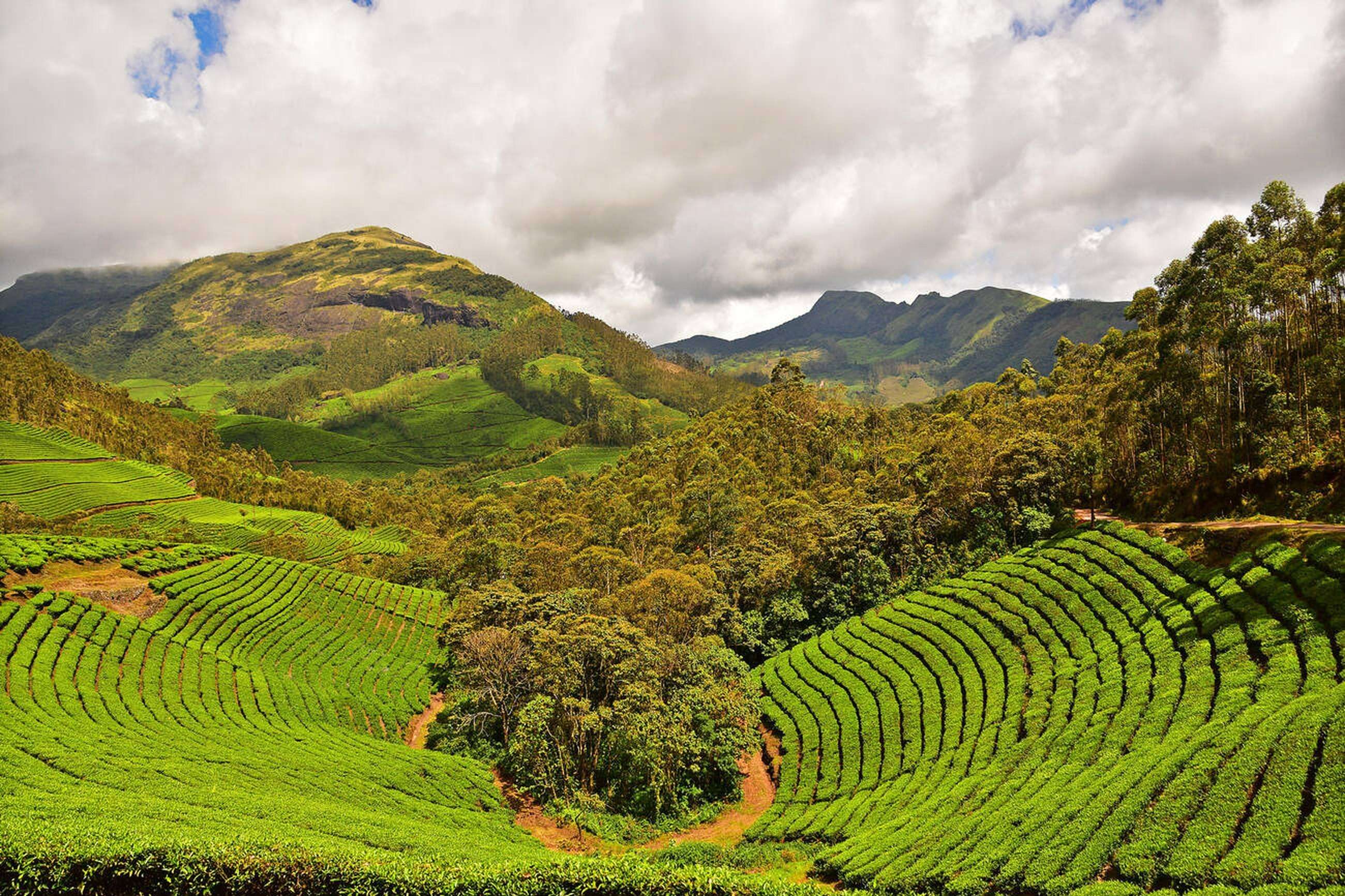 Munnar, Kerala