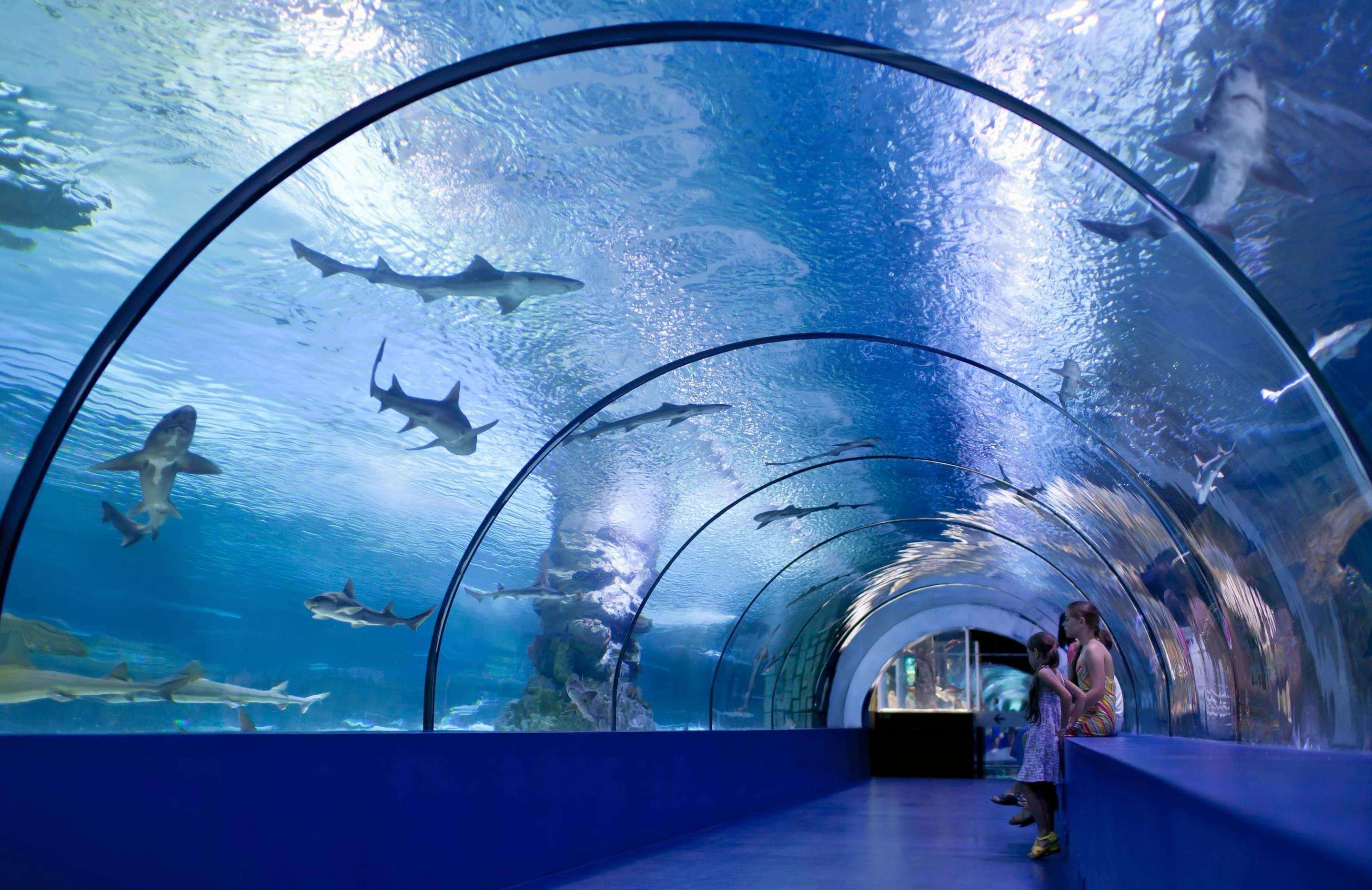 Discover Japan’s Stunning Aquariums