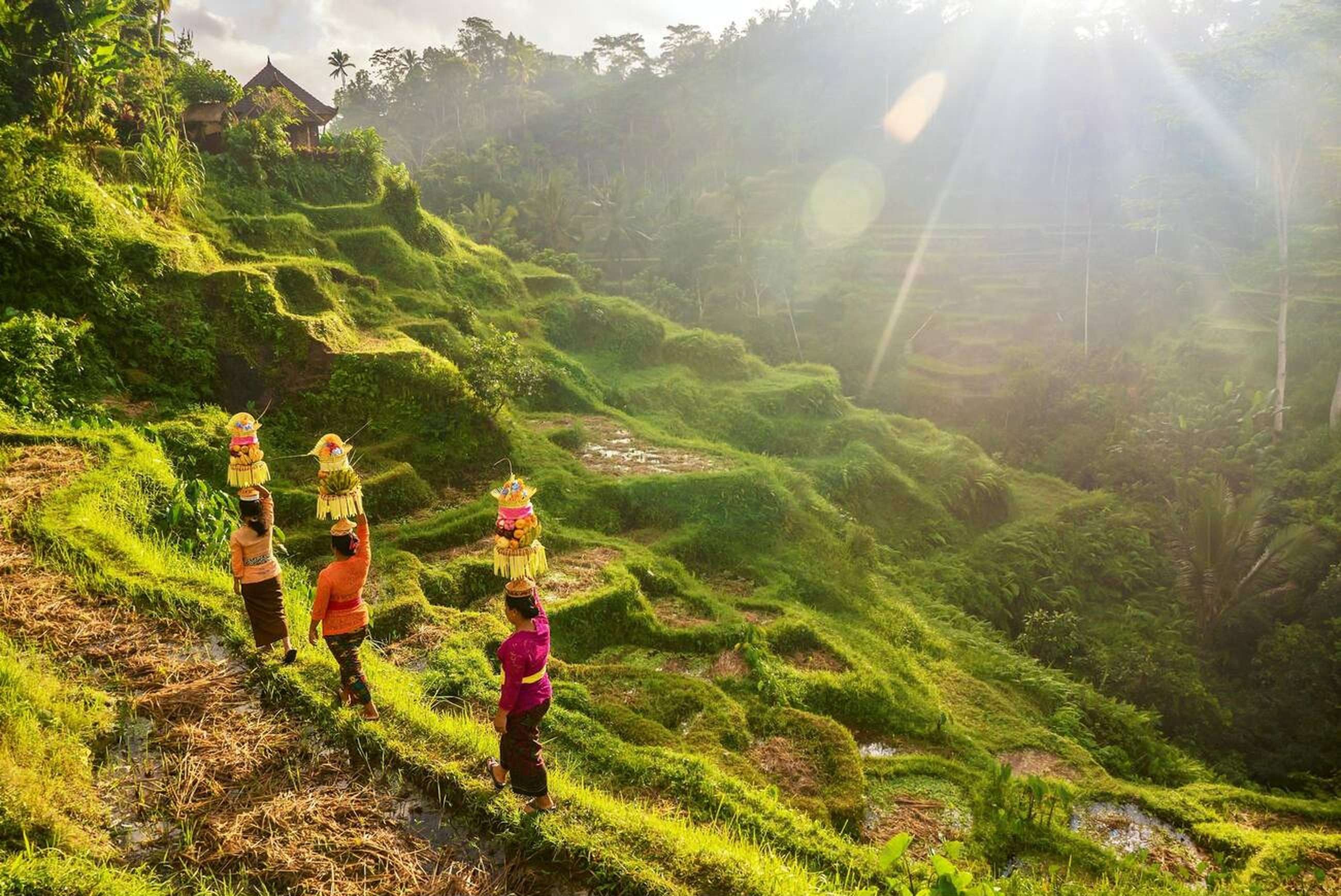 Explore Ubud’s Rice Terraces