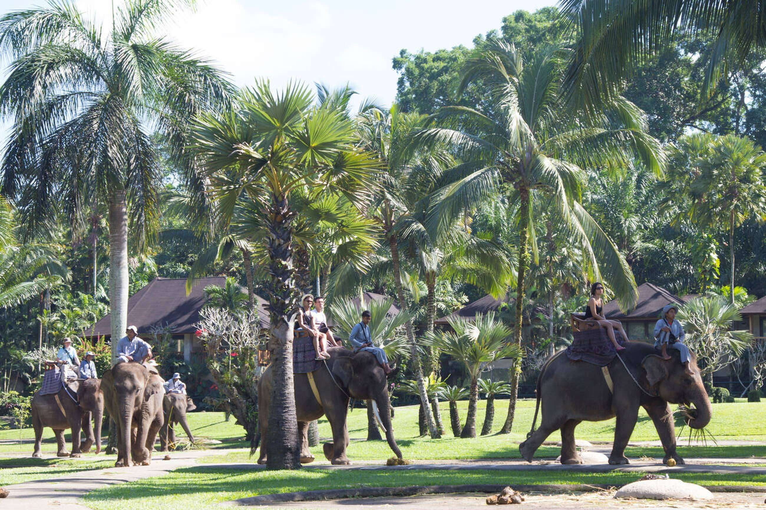 Book A Safari Experience