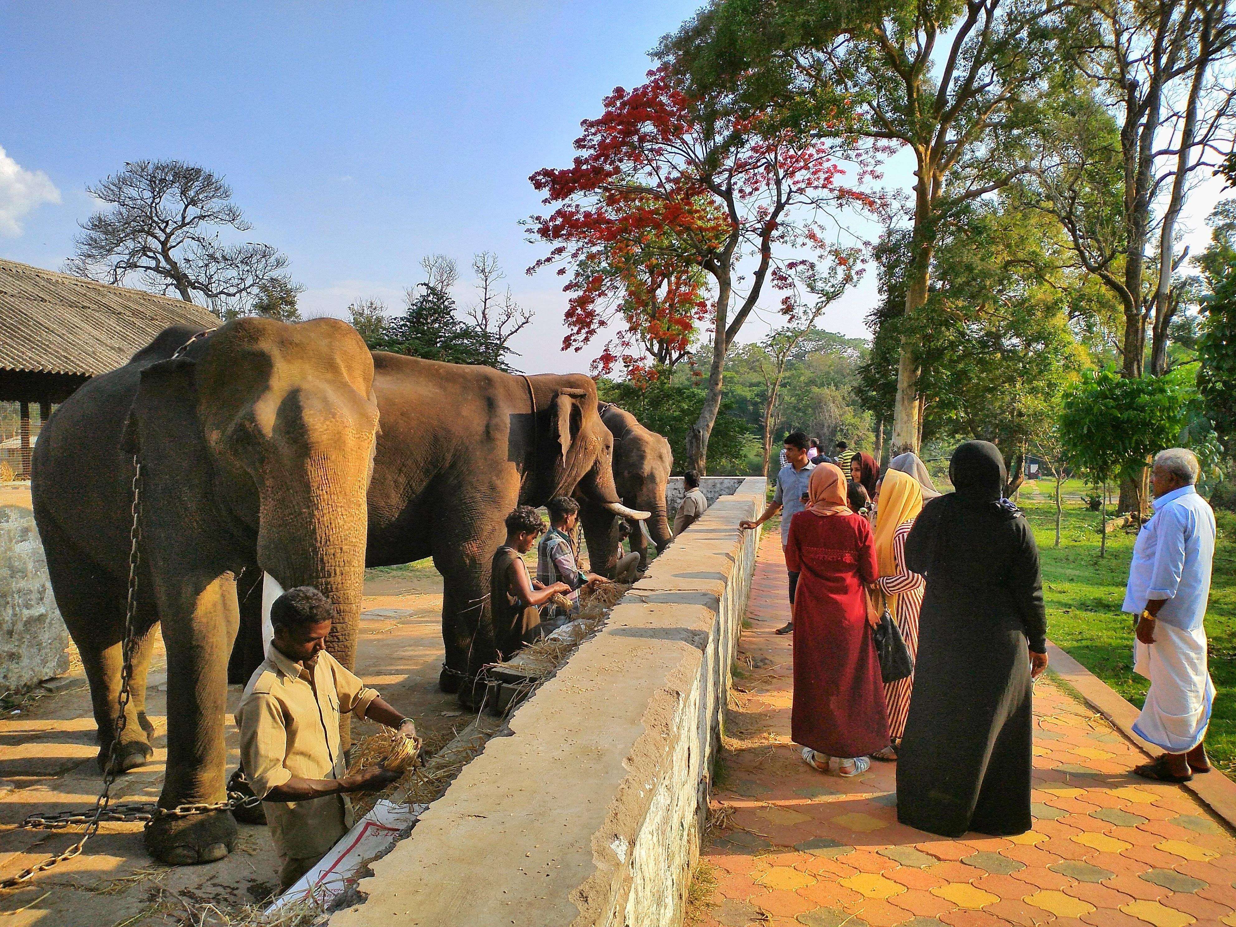 Dubare Elephant Camp