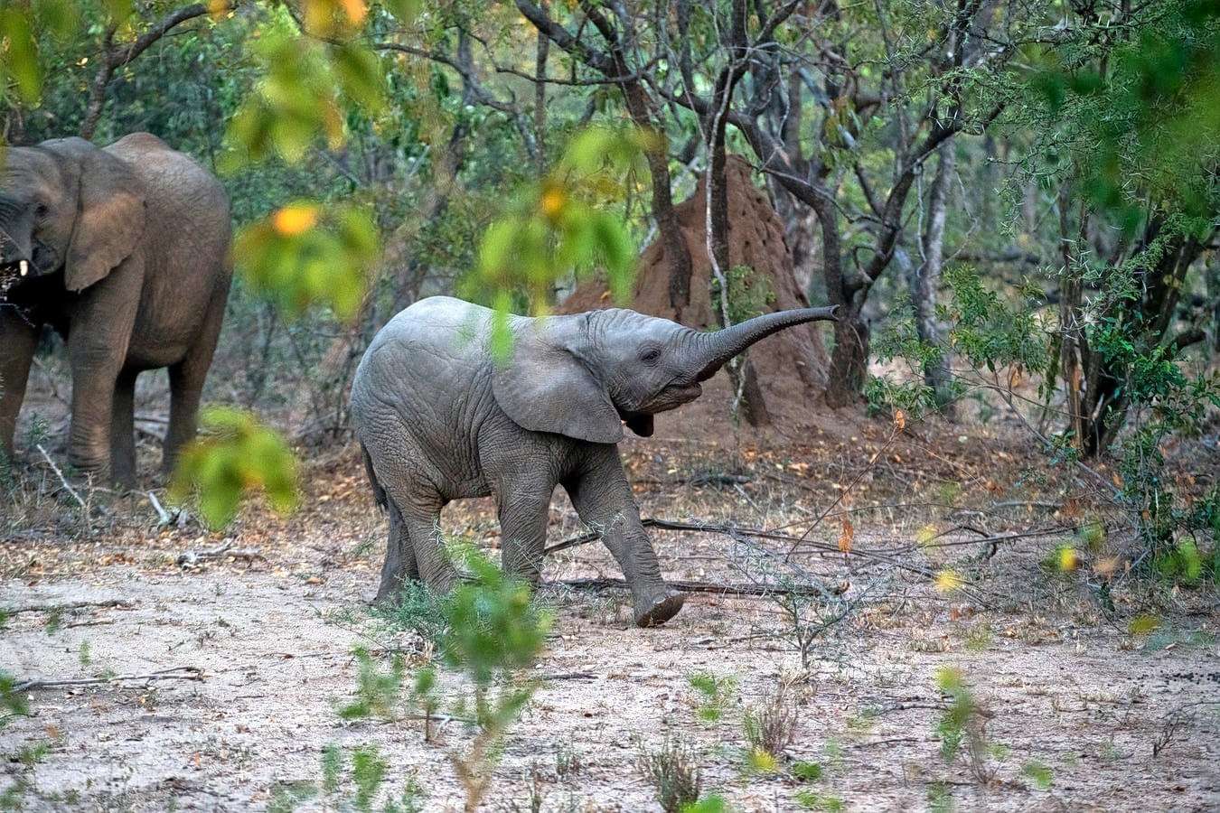 Explore Pushpagiri Wildlife Sanctuary